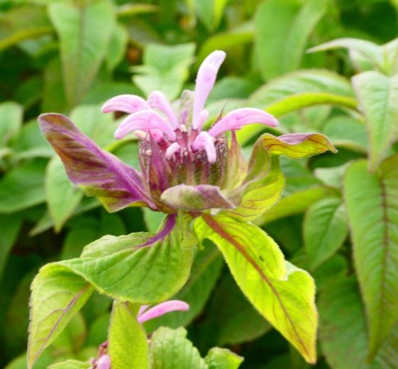 Monarda hyb. ‘Beauty of Cobham’