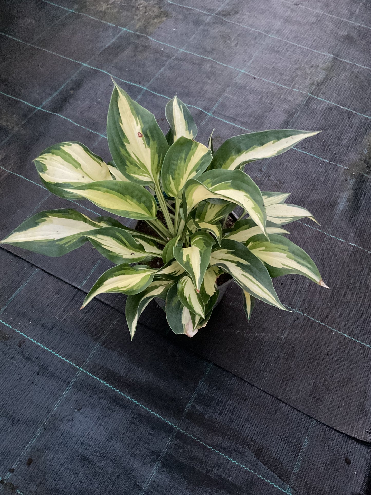 Hosta ‘Ann Kulpa’