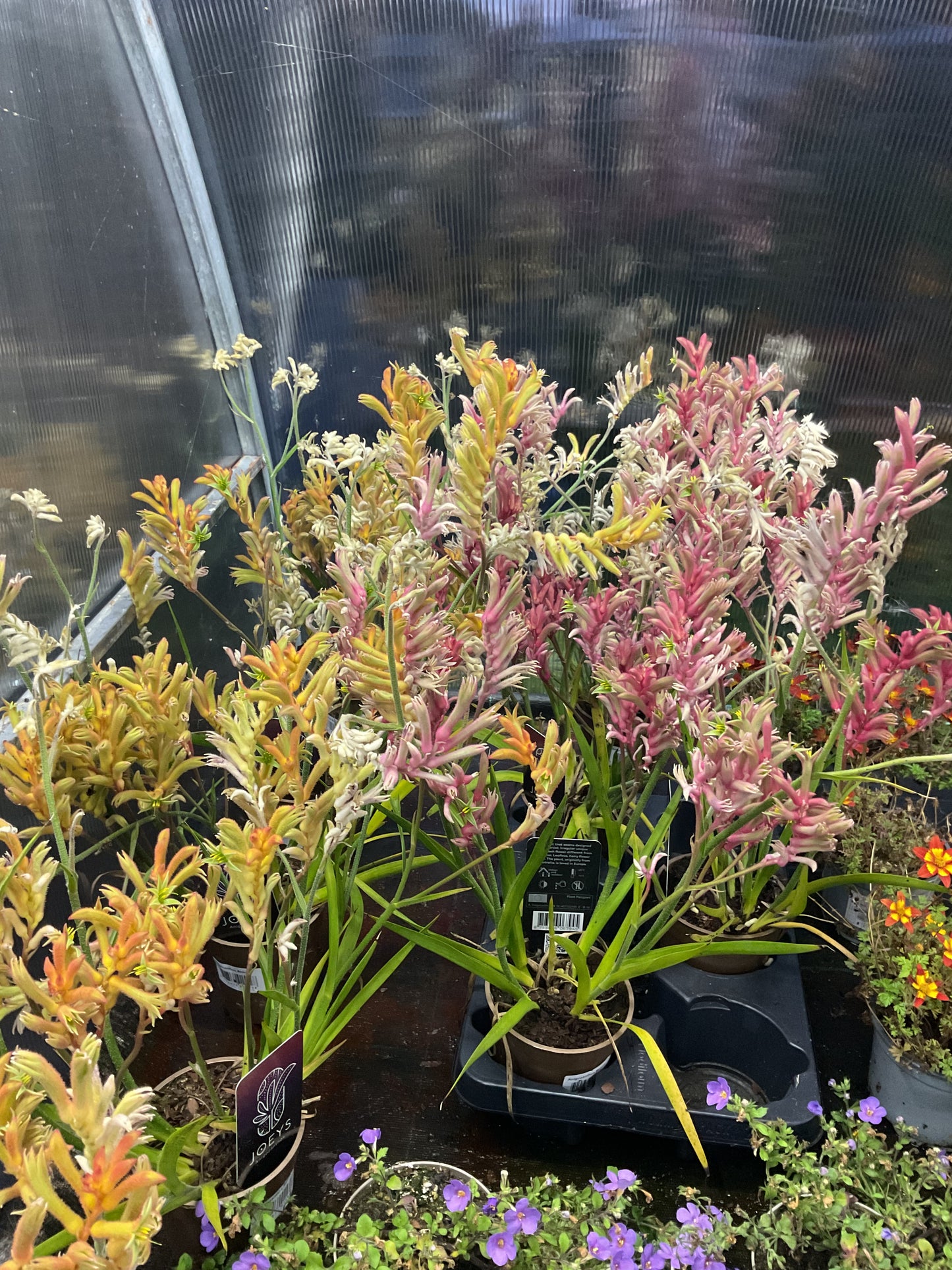 Anigozanthos ‘Beauty Orange’ P12