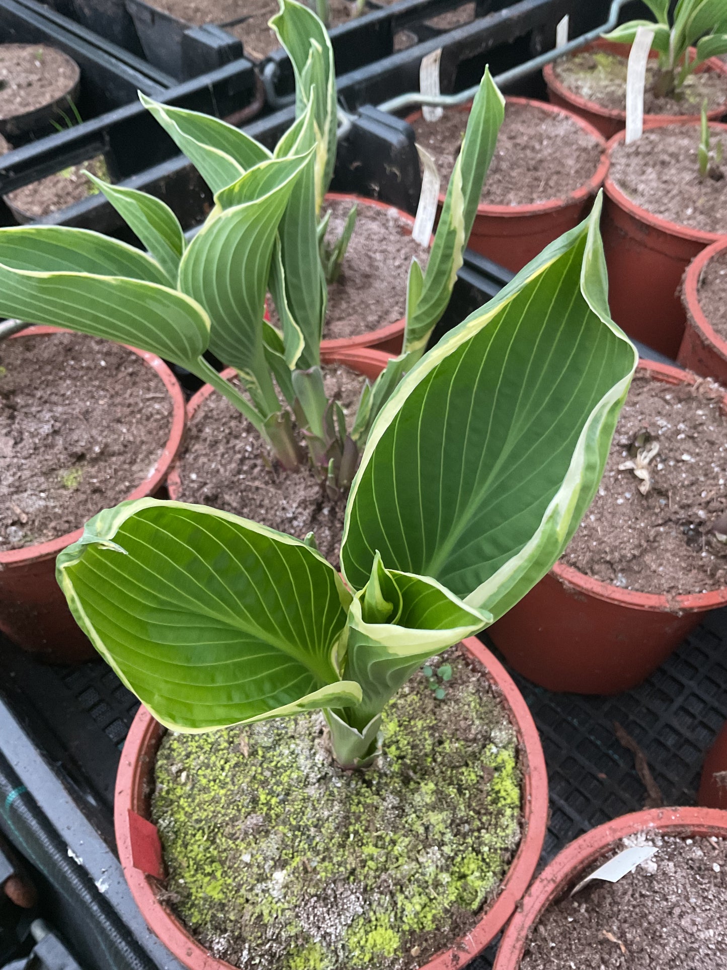 Hosta ‘Frosted Jade’ P17