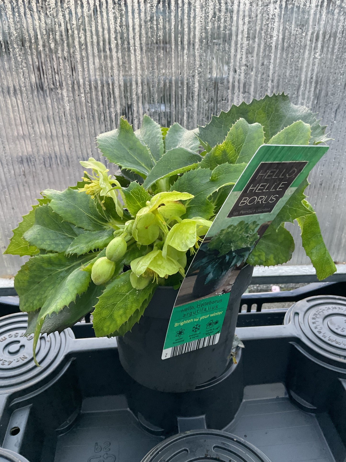 Helleborus argutifolius P15