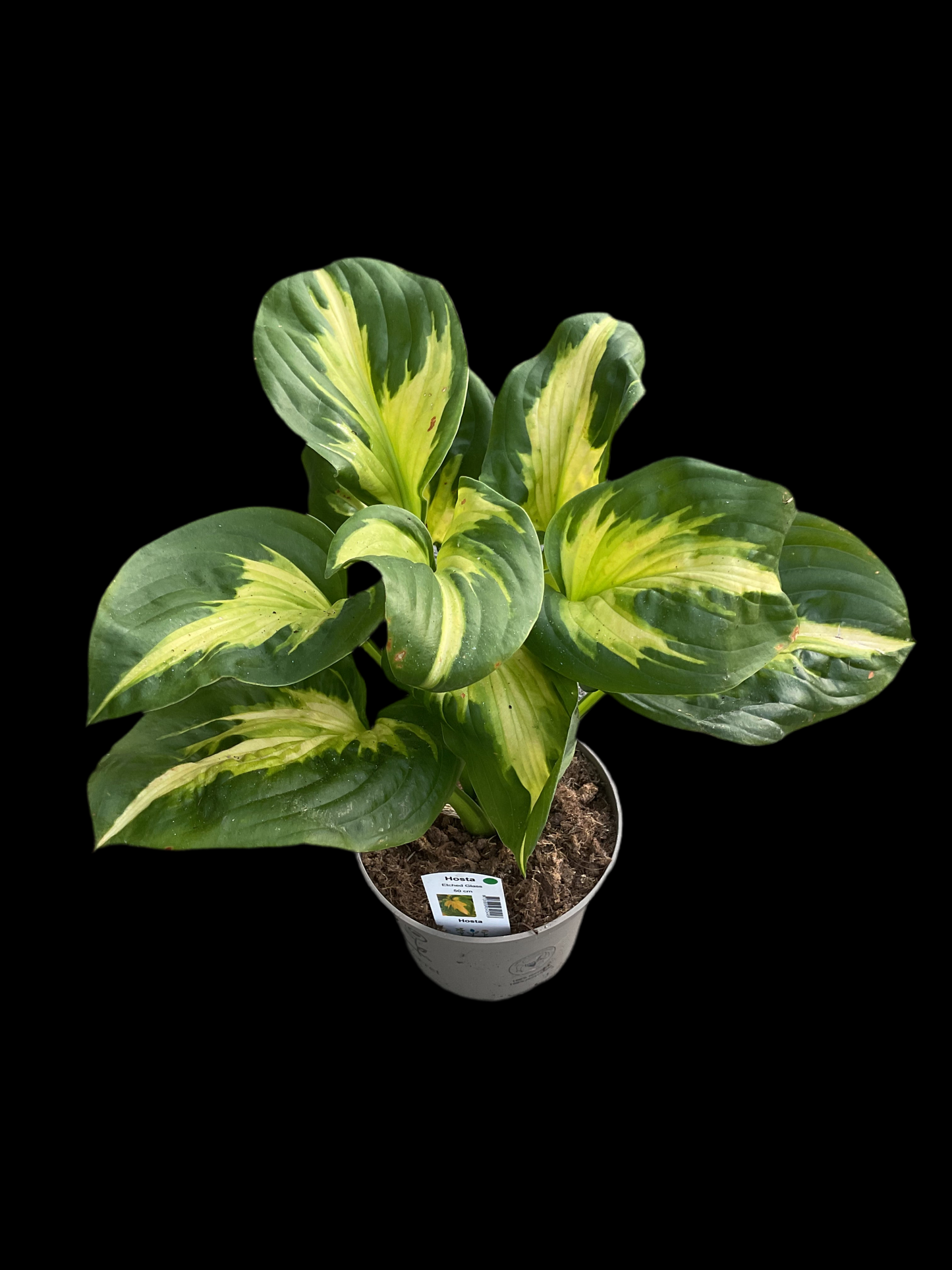 Hosta ‘Etched Glass’ P15