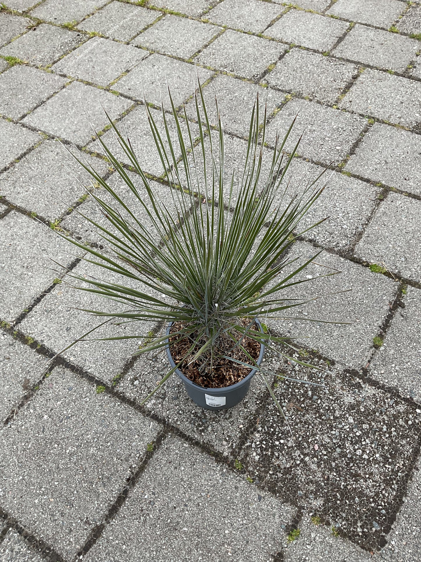 Yucca elata (Soaptree Yucca) 3,5 ltr