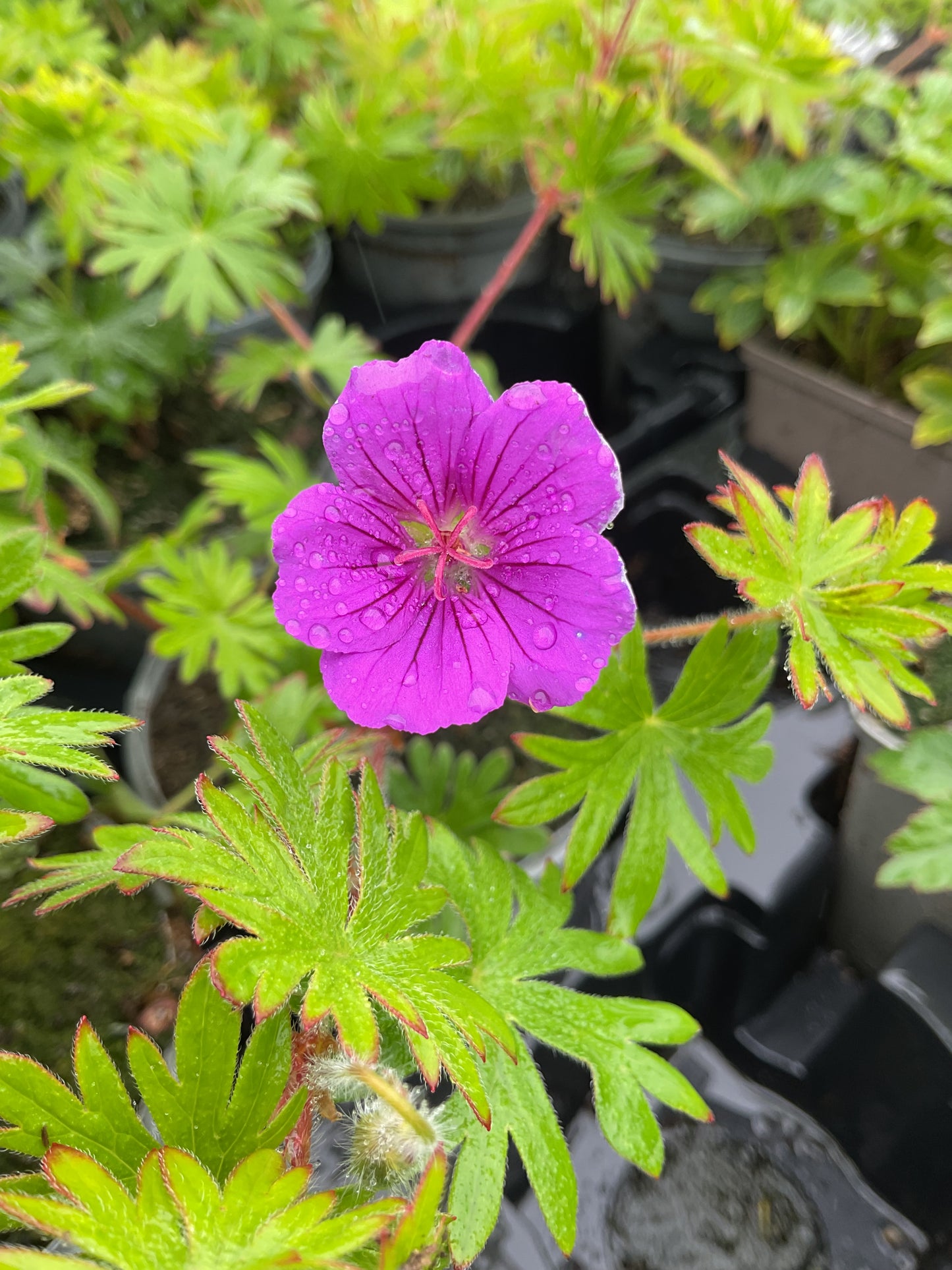 Geranium sanguineum ‘Khan’ P12