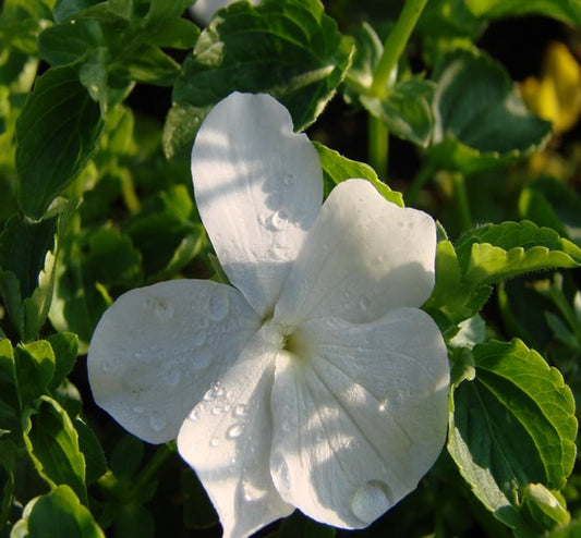 Viola cornuta ‘Wisley White’