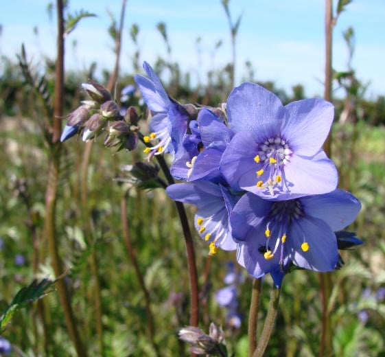 Polemonium ‘Bressingham Purple’