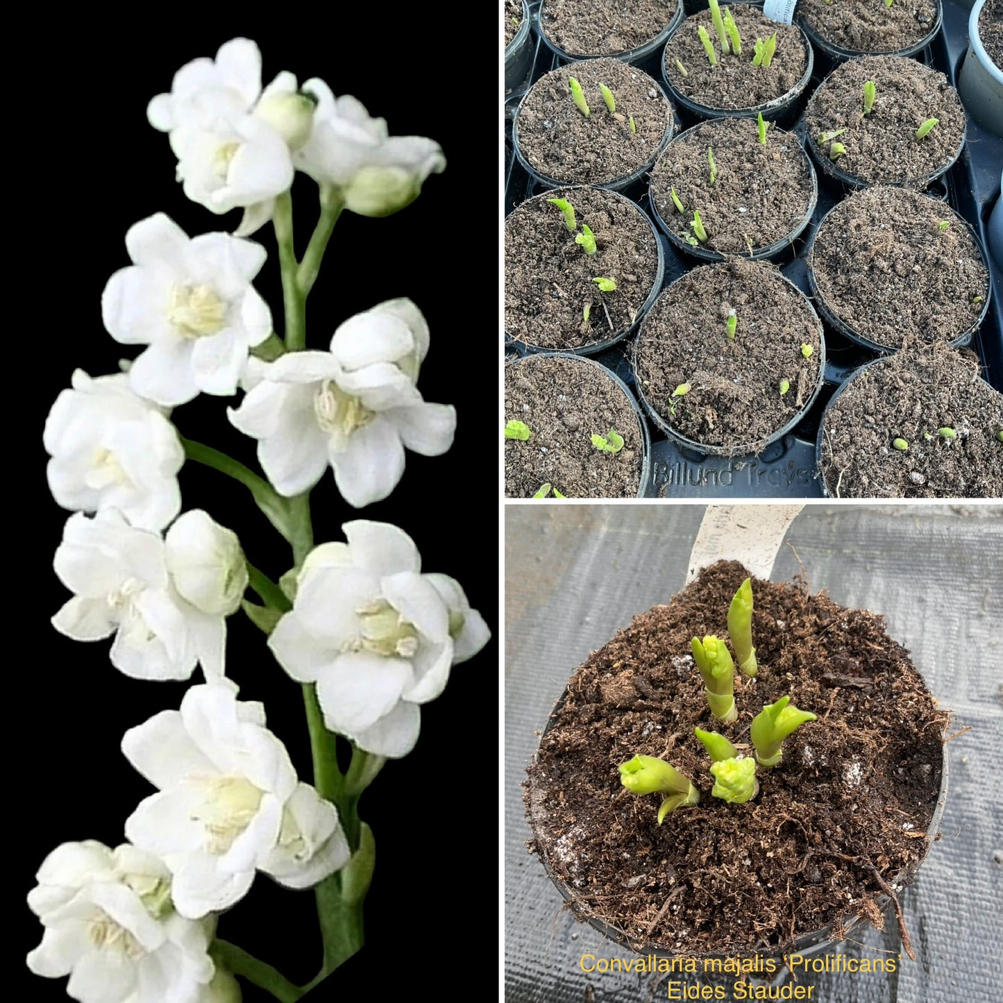 Convallaria majalis ‘Profilicans’ P11