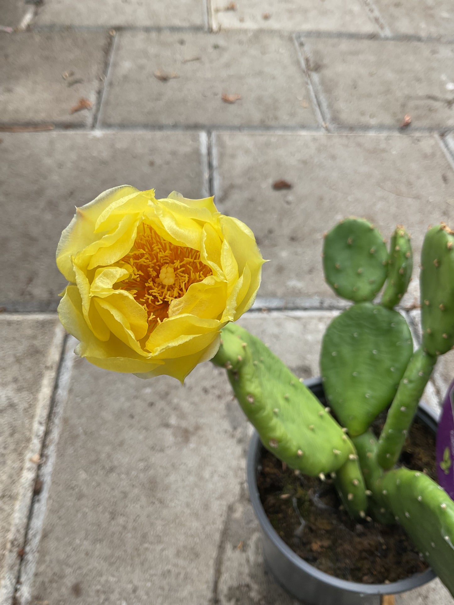 Opuntia humifusa
