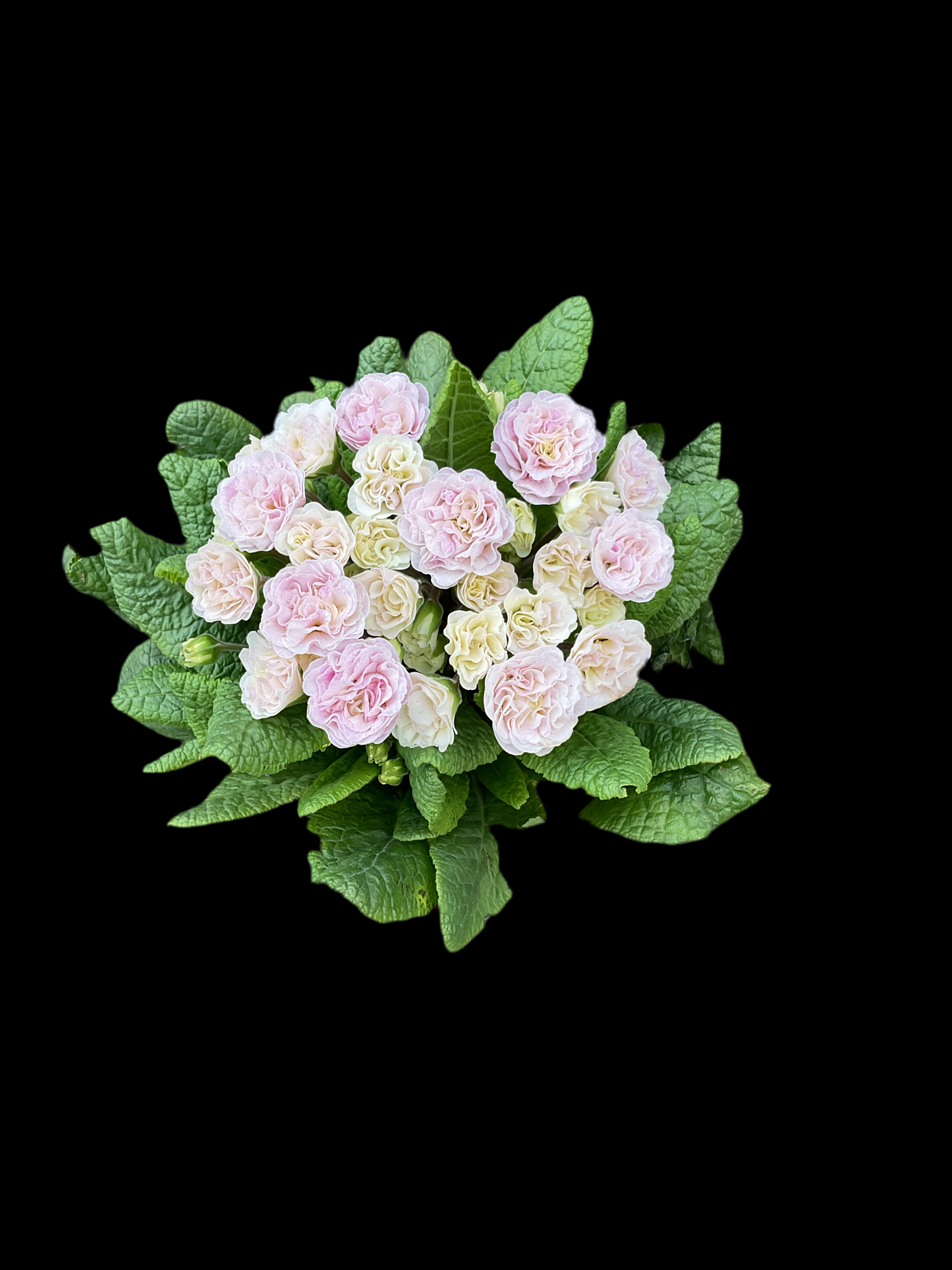 Primula Belarina ‘Pink Champagne’