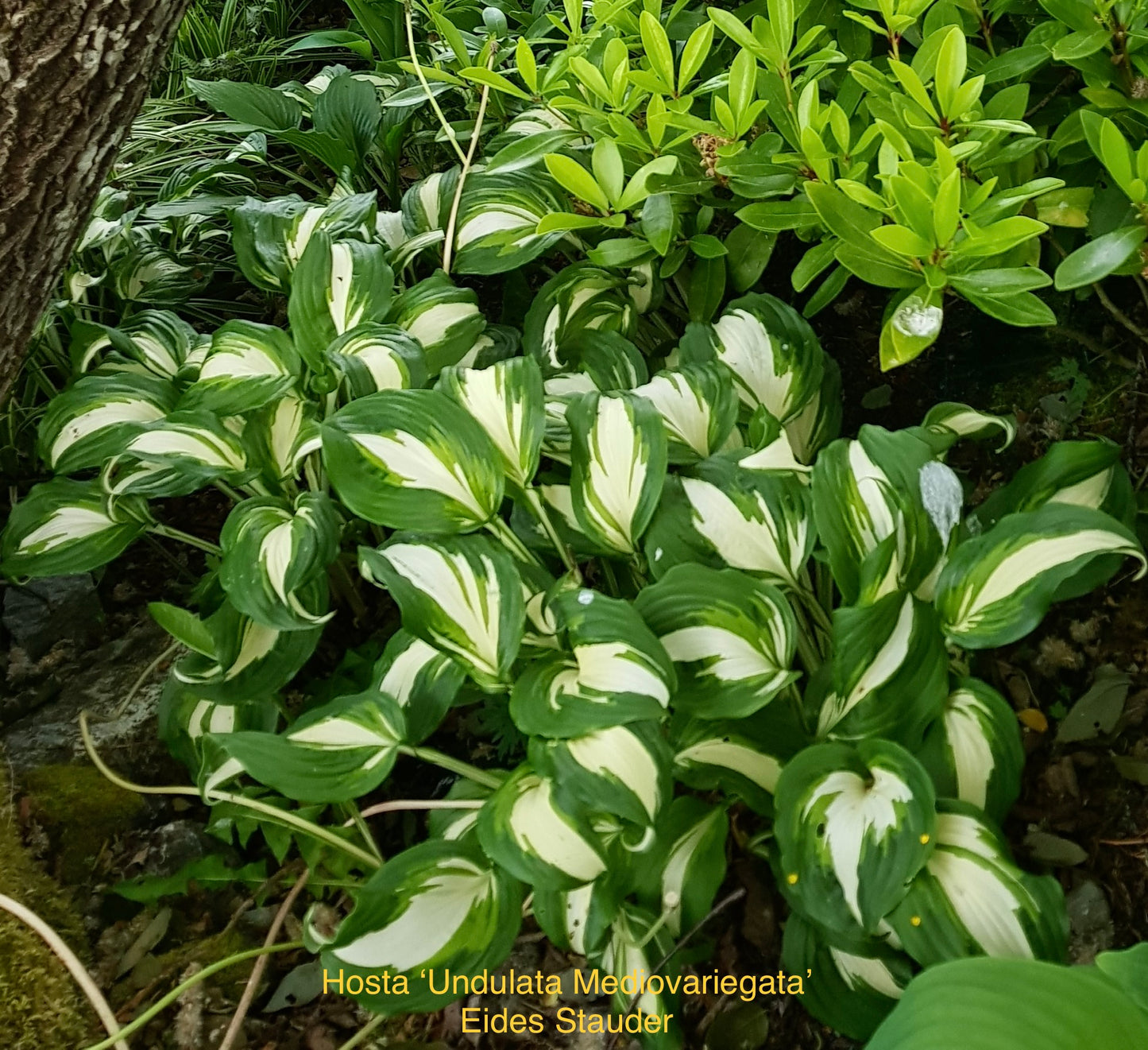 Hosta ‘Undulata Mediovariegata’