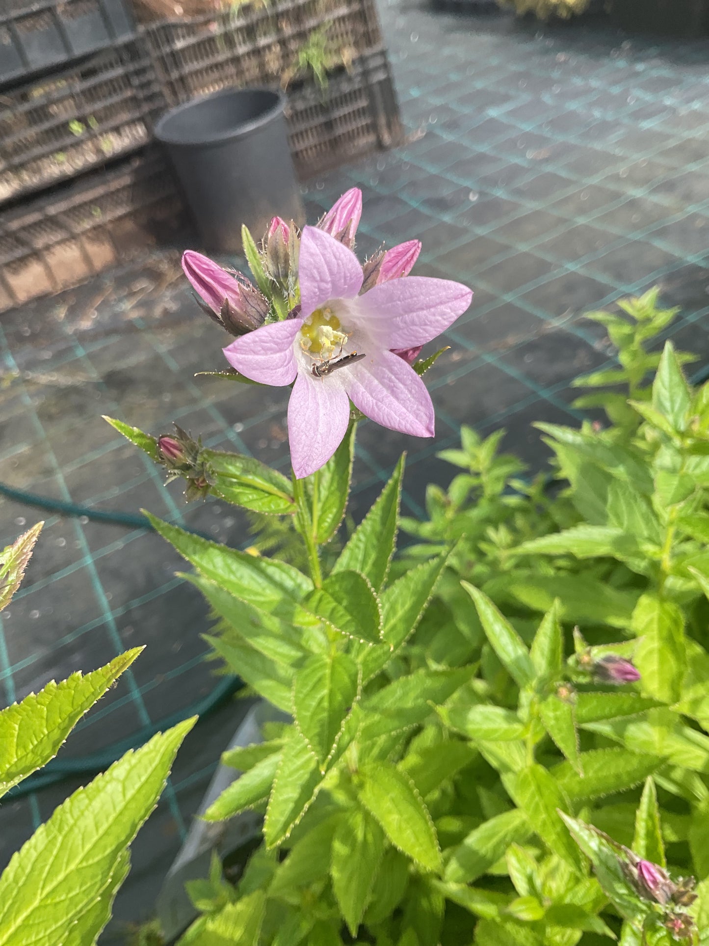 Campanula lactiflora ‘Loddon Anna’ P11x11