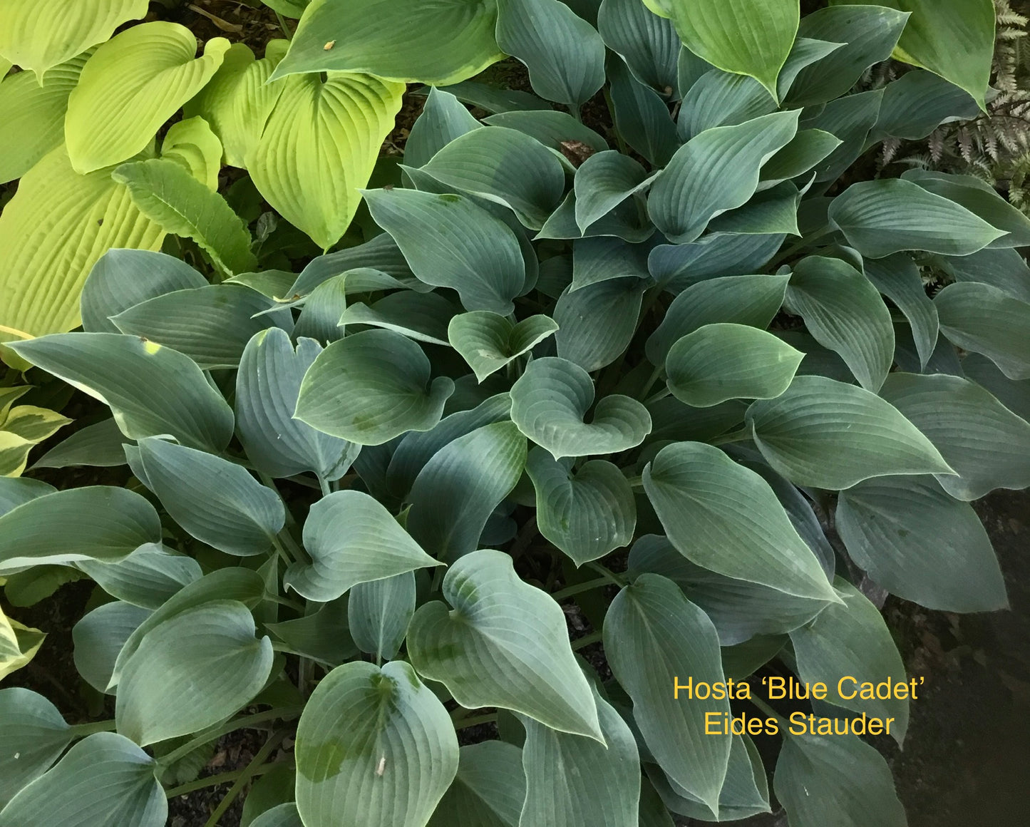 Hosta ‘Blue Cadet’