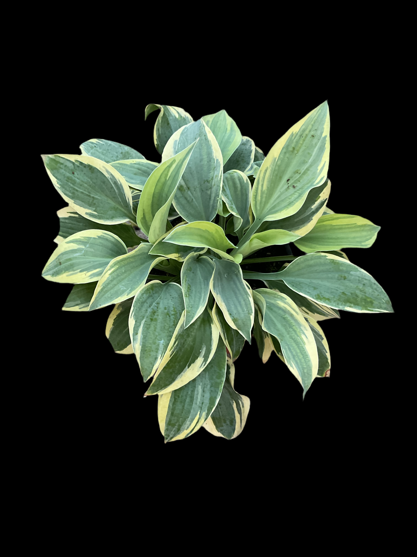Hosta ‘Bedazzled’