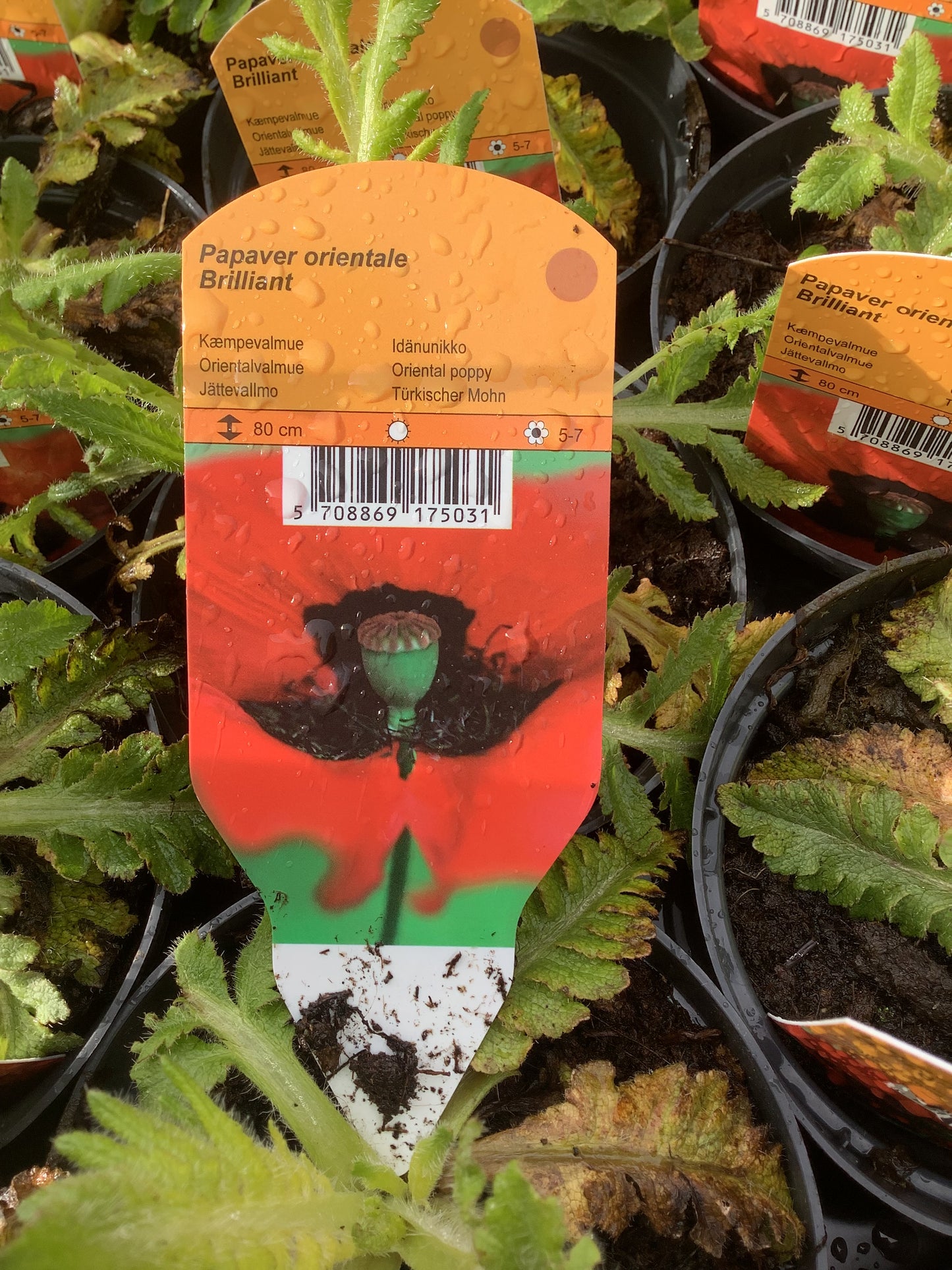 Papaver orientale ‘Brilliant’ P11,5