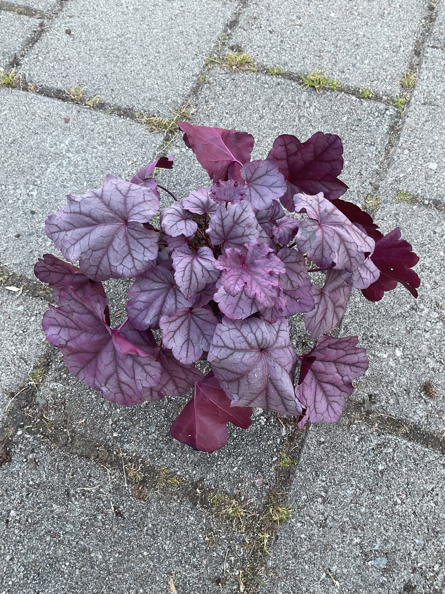 Heuchera ‘Pink Panther’ P15