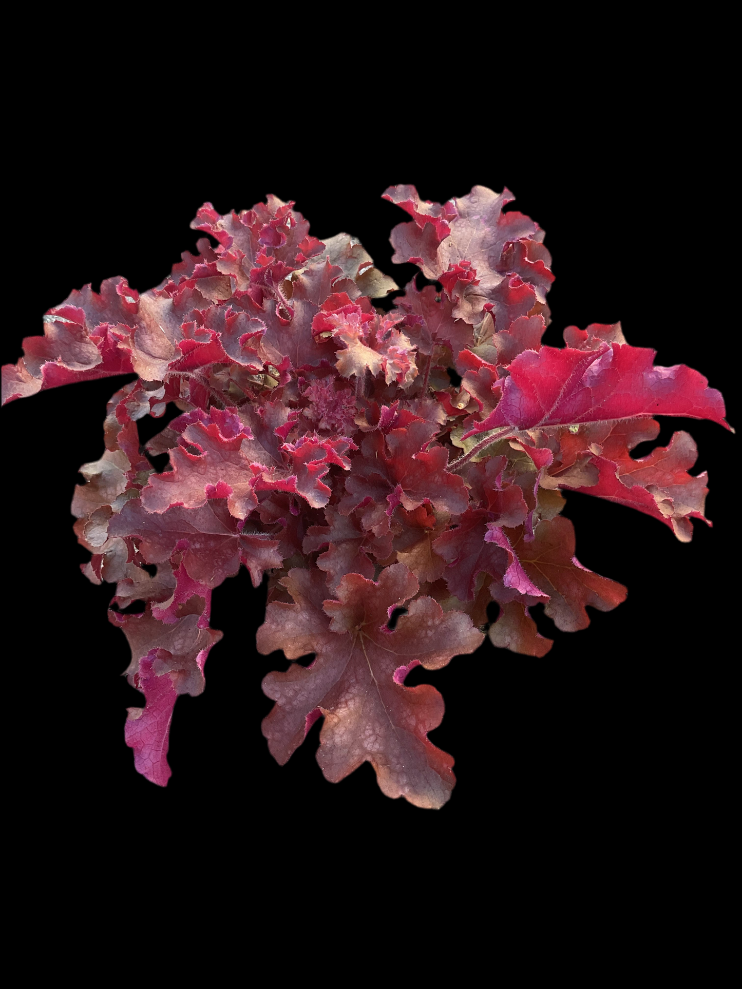 Heuchera ‘Gojiberry’ P15