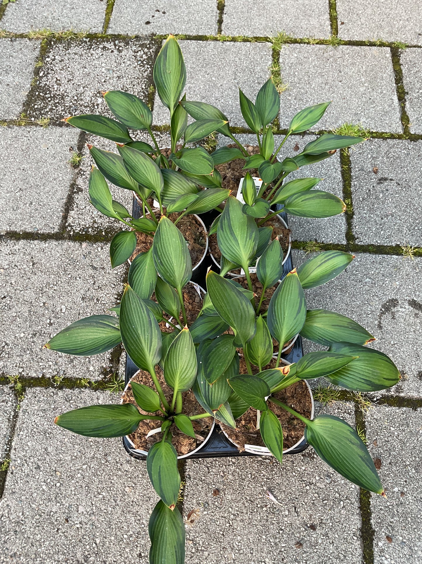 Hosta ‘Ayesha’ P15