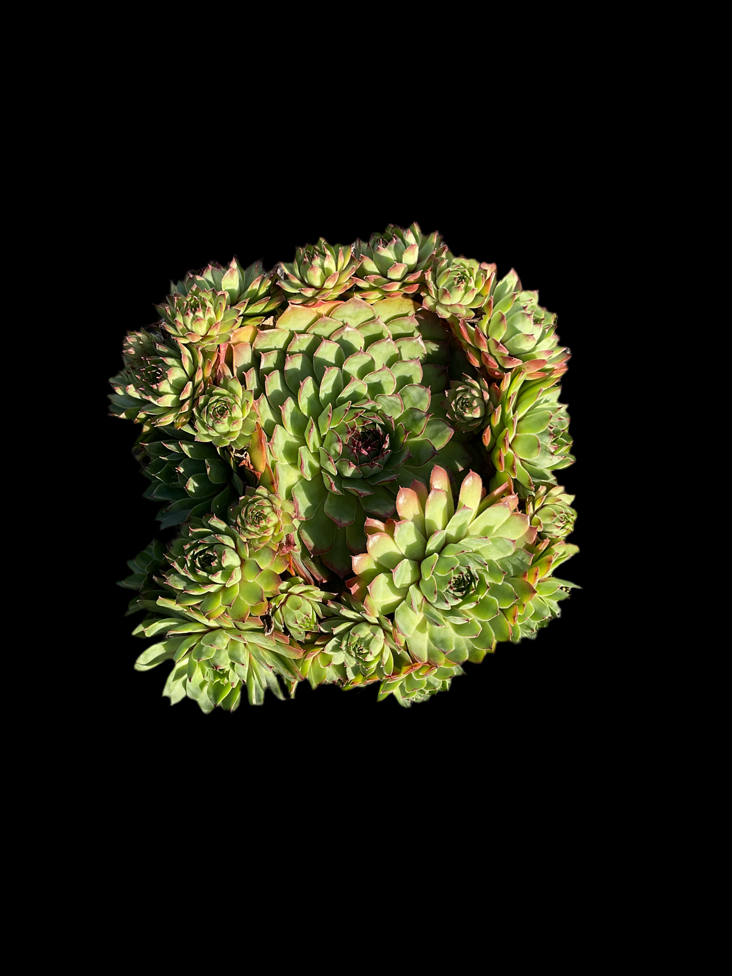 Sempervivum ‘Big Sam’™️ ‘Chrome Green’ P17