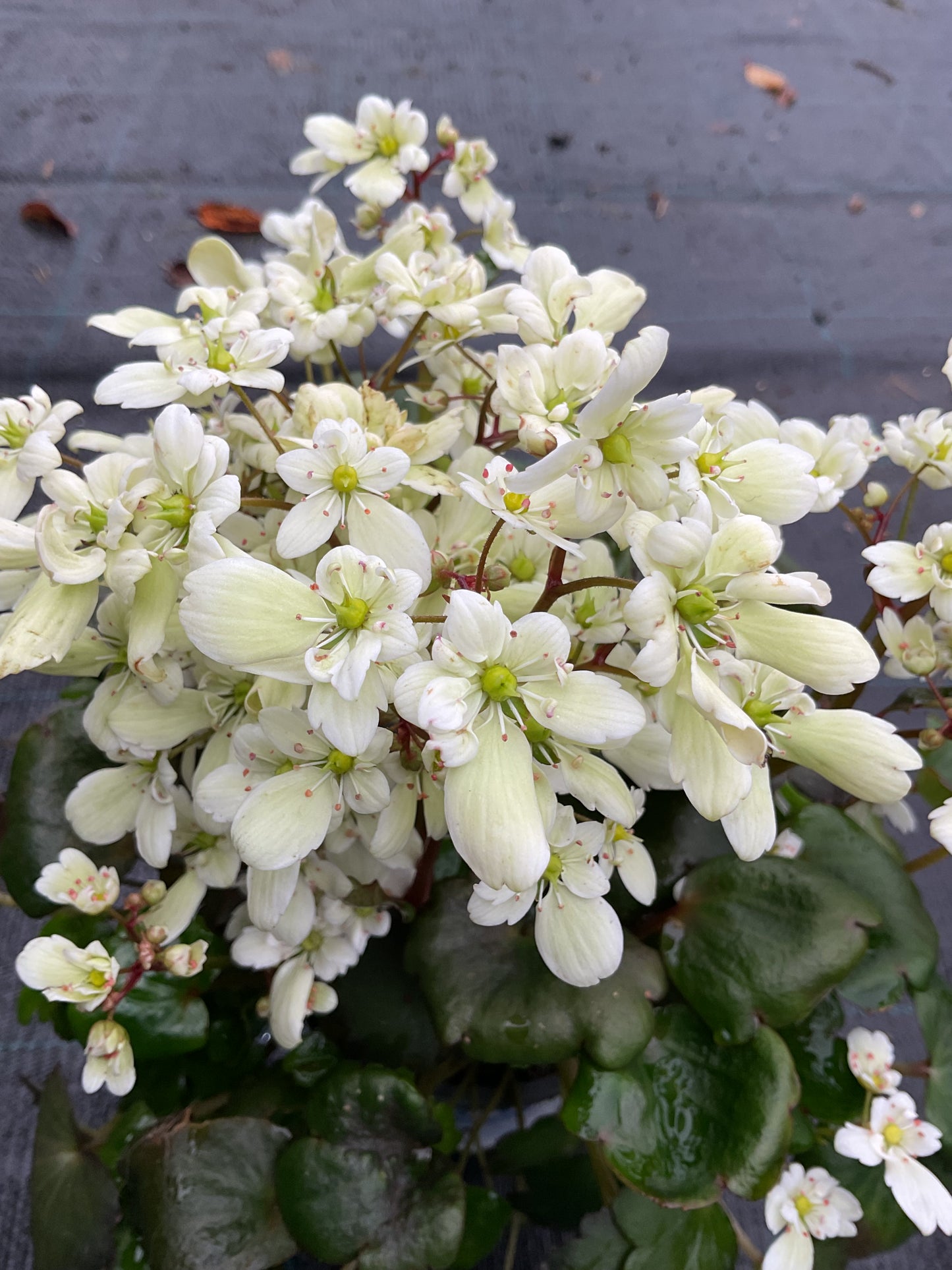 Saxifraga cortusifolia ‘Dancing Pixies Thea’ Hvit P13