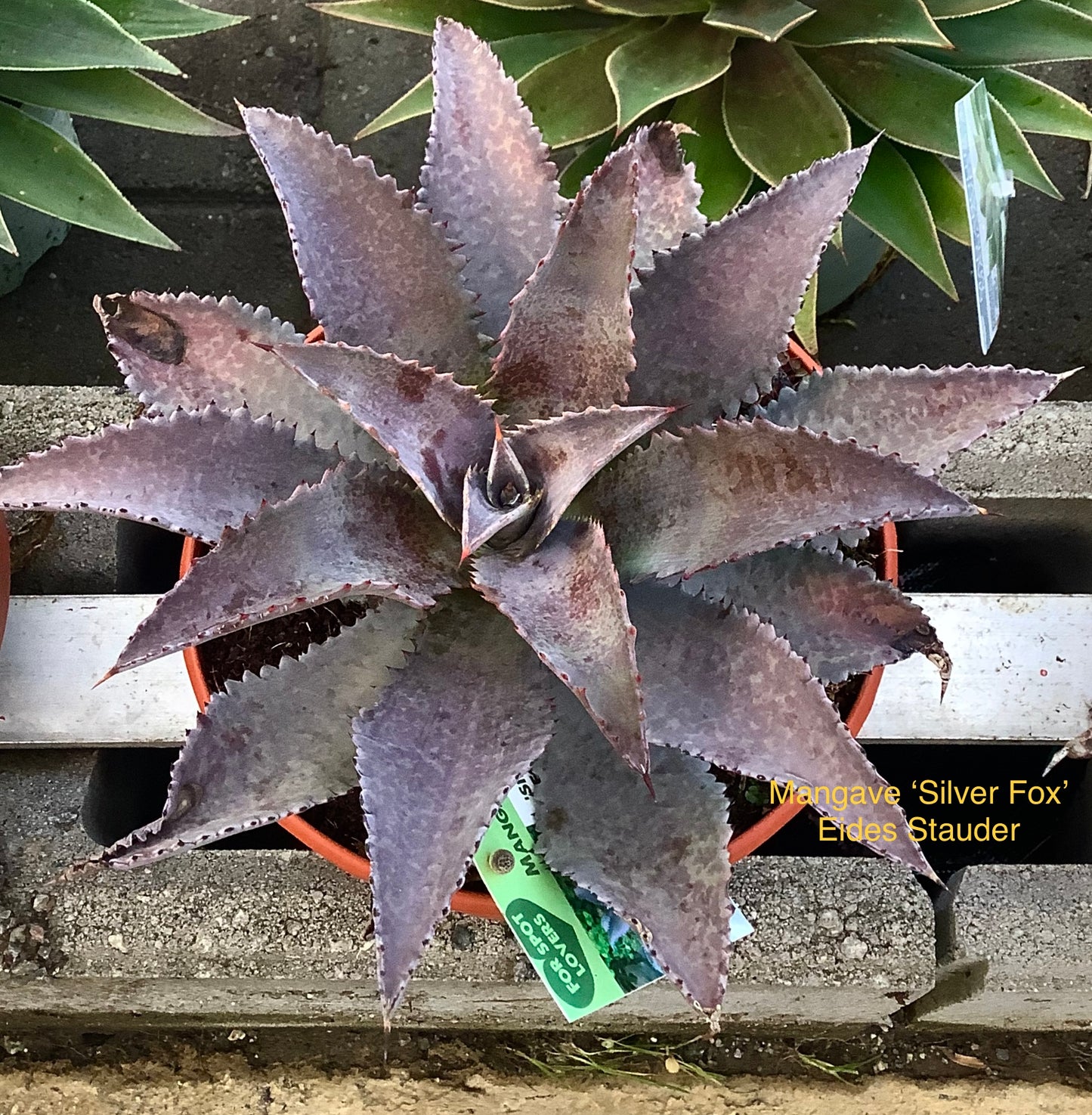 Mangave ‘Silver Fox’