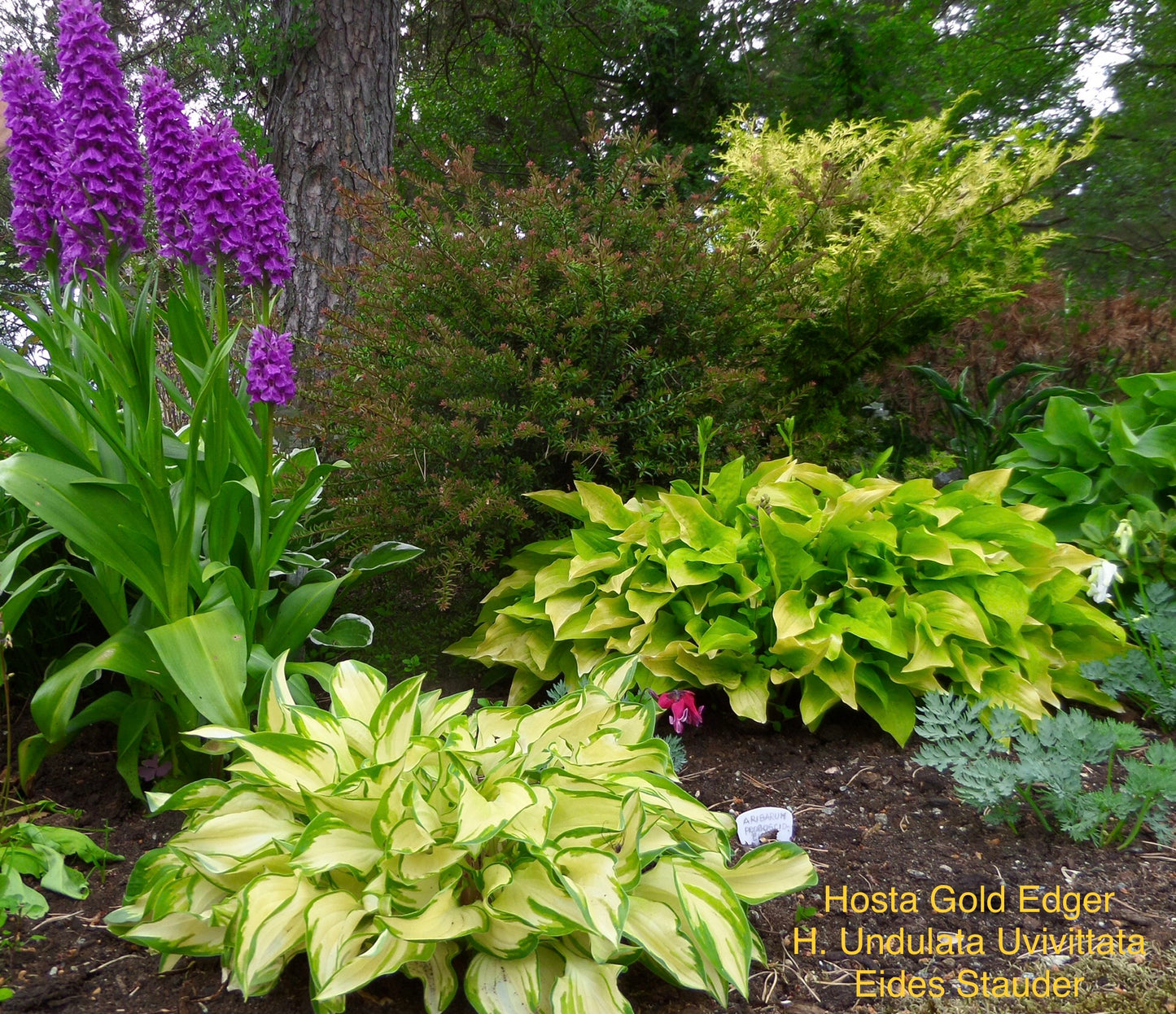 Hosta ‘Undulata Undulata’