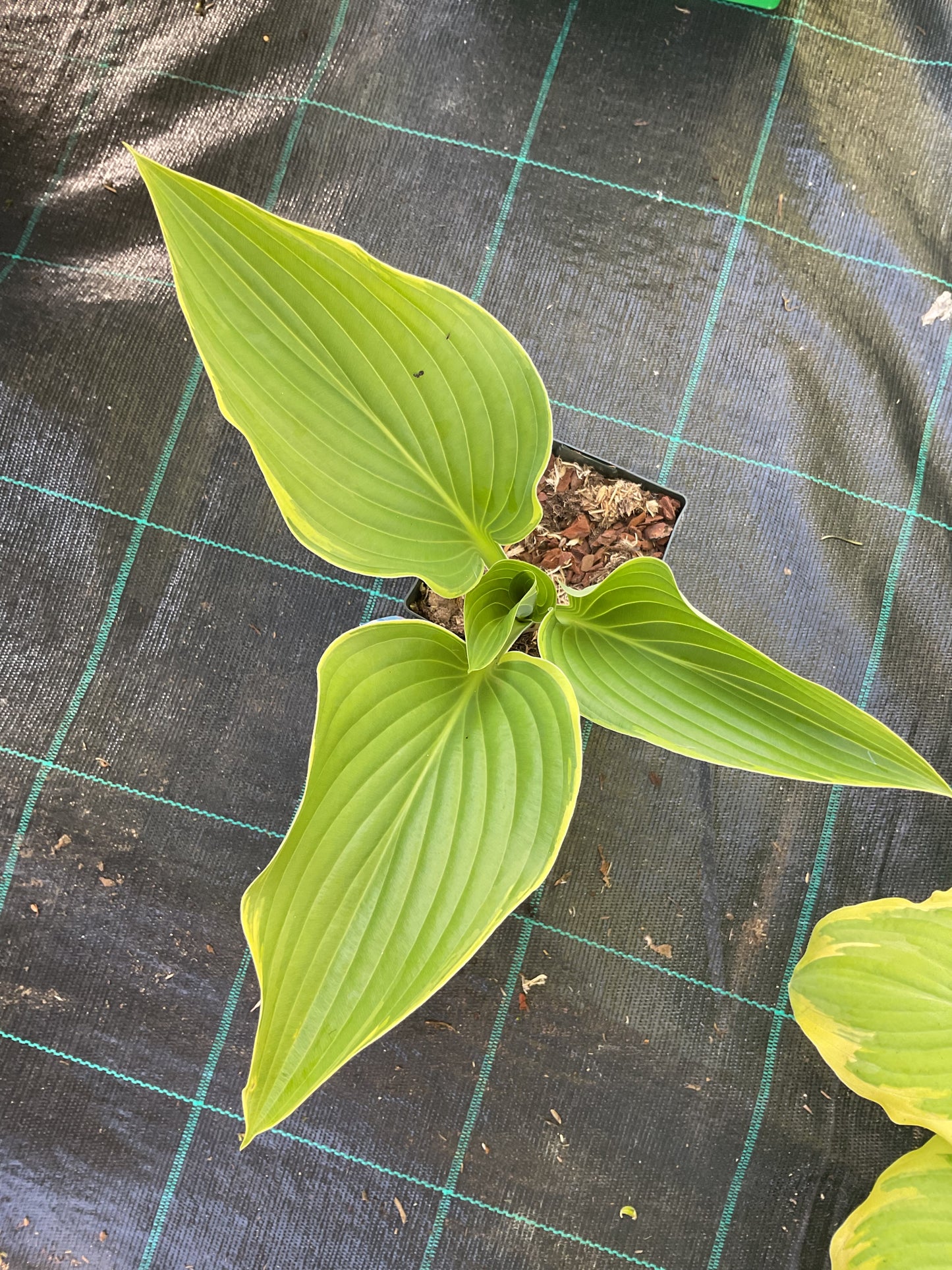 Hosta ‘Yellow River’