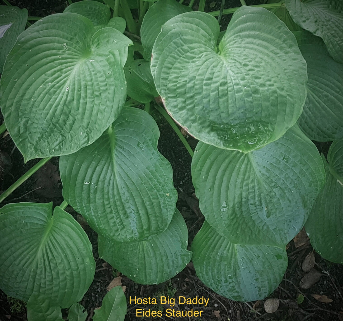 Hosta ‘Big Daddy’ P15