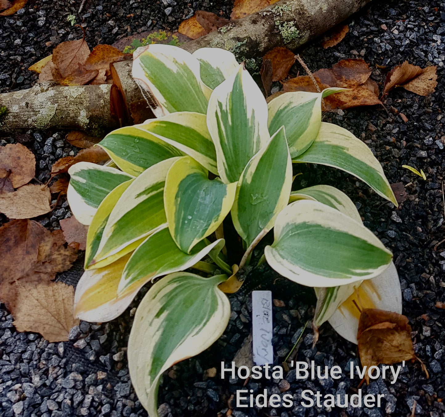 Hosta ‘Blue Ivory’