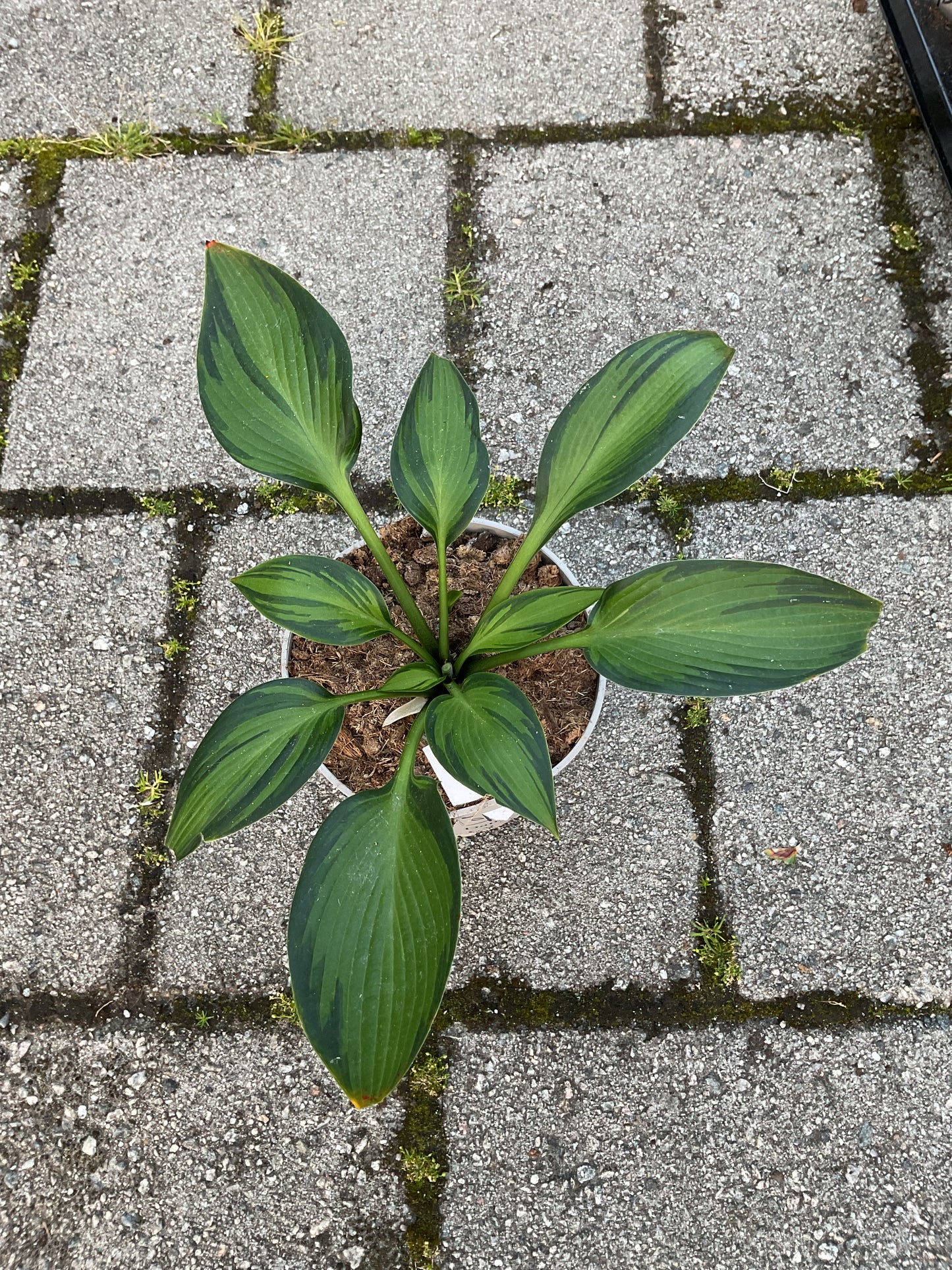Hosta ‘Ayesha’ P15