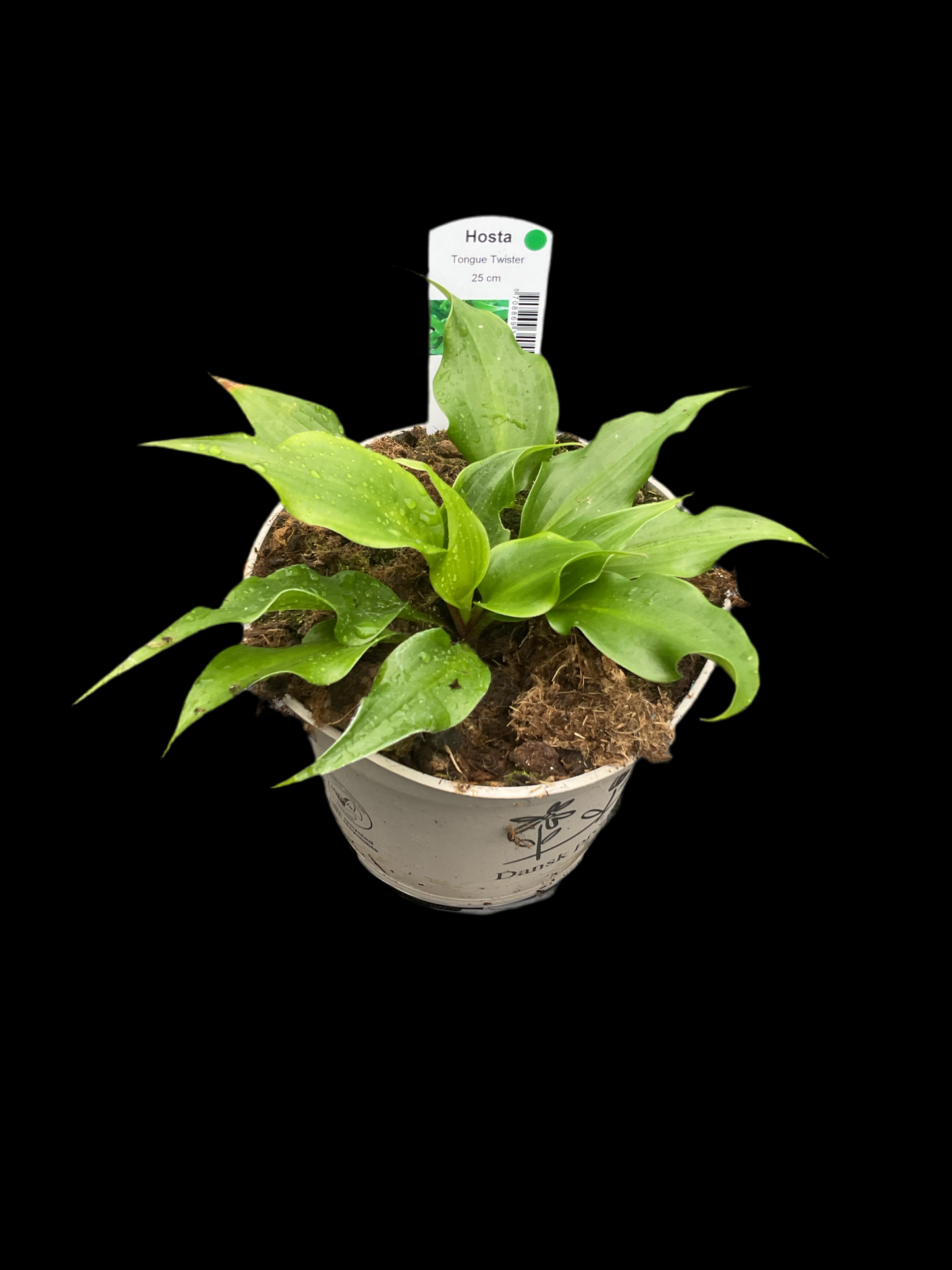 Hosta ‘Tongue Twister’ P15
