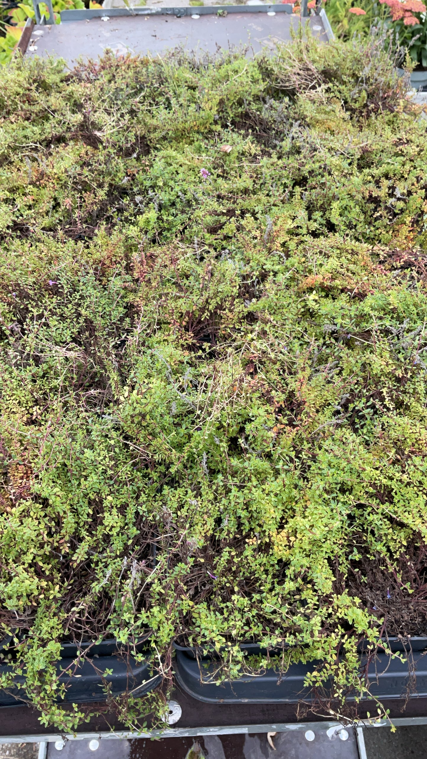 Thymus praecox ‘Coccineus’ P9x9