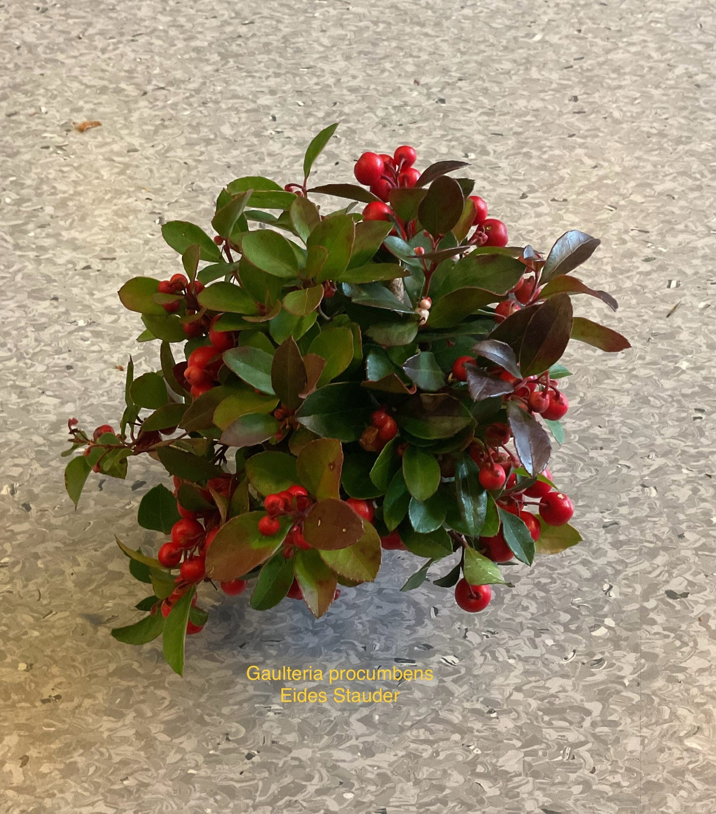 Gaulteria procumbens, Kolleksjon 10 stk