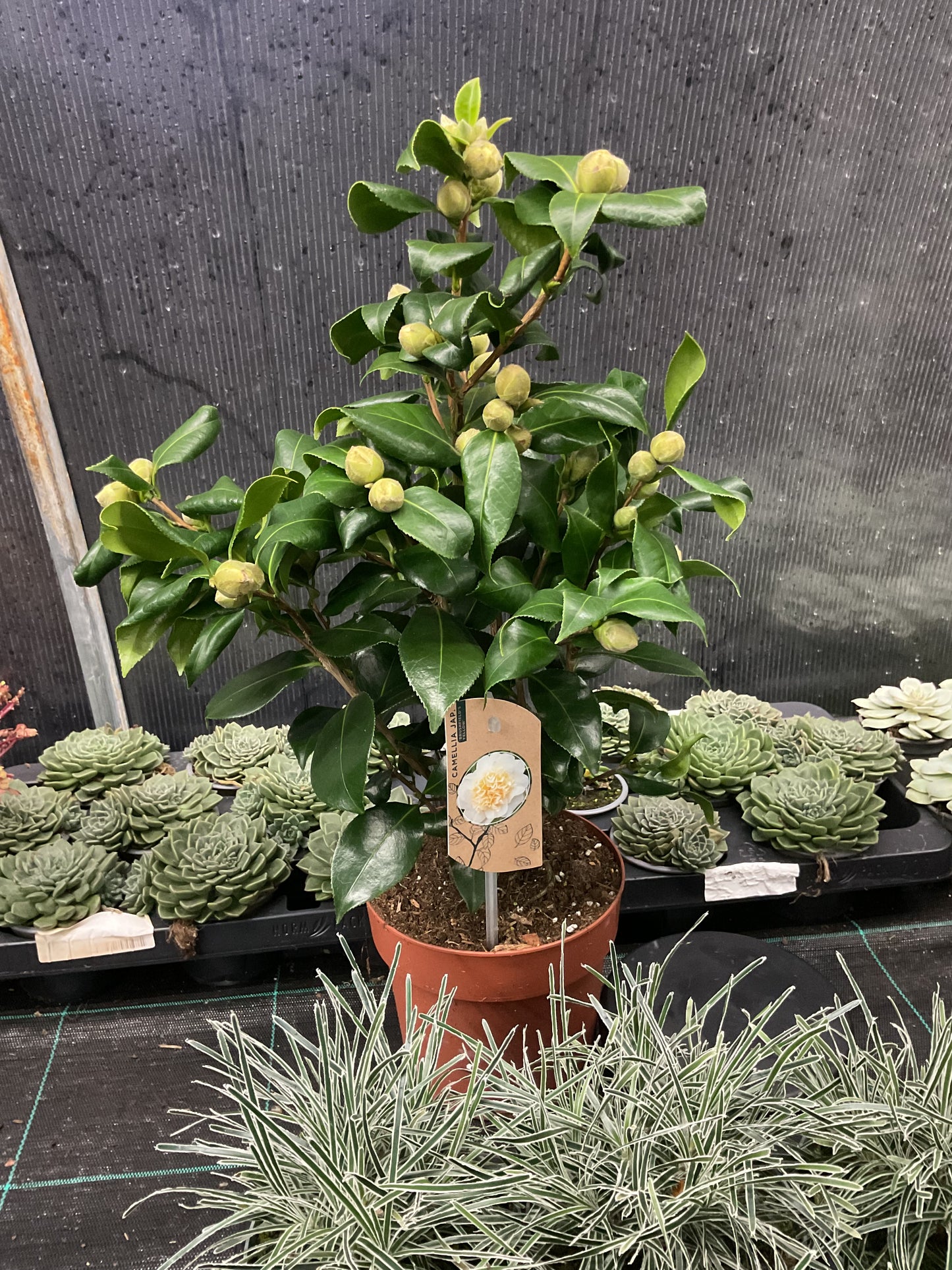 Camellia japonica ‘Brushfield’s Yellow’