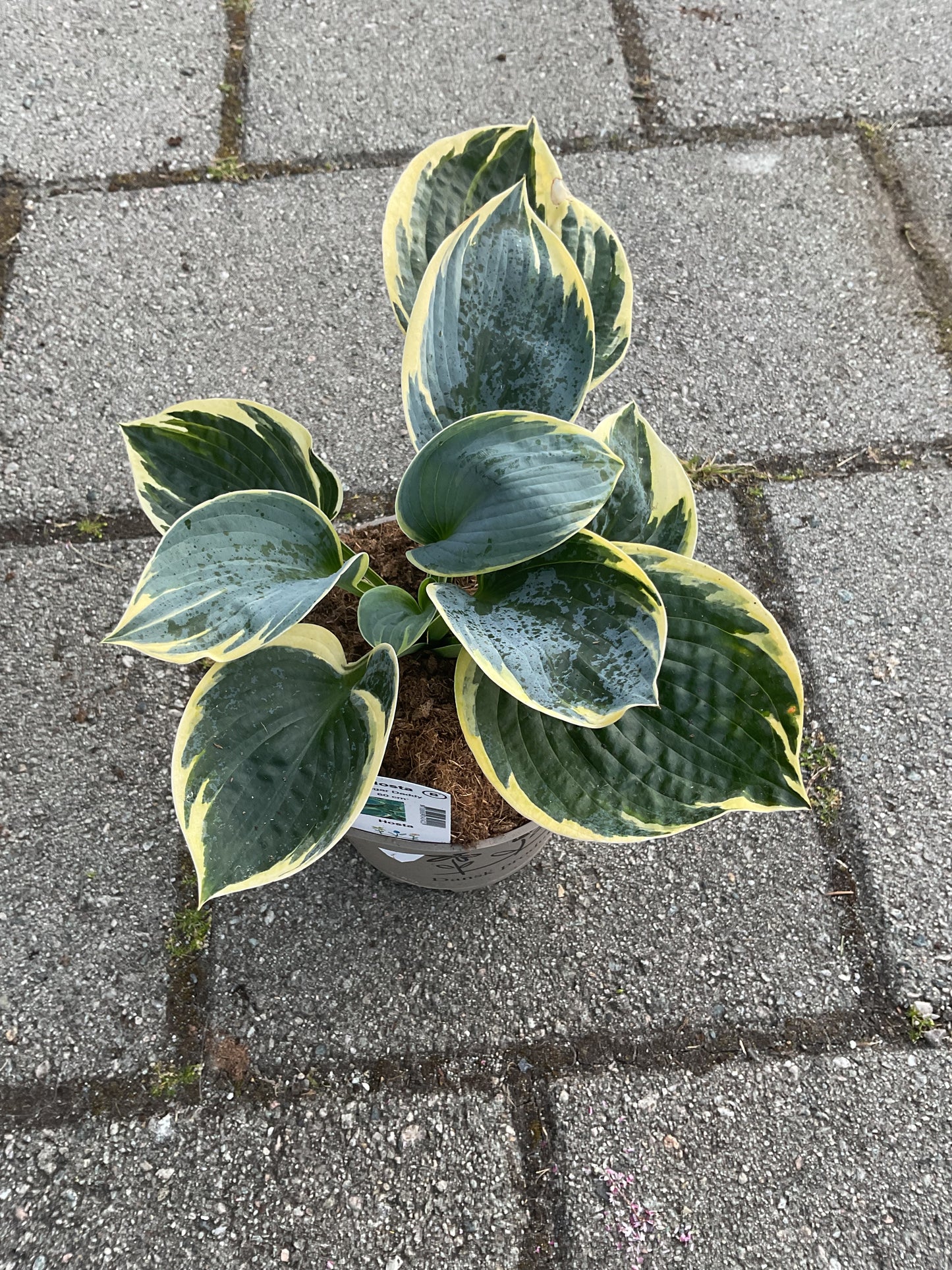 Hosta ‘Sugar Daddy’ P15