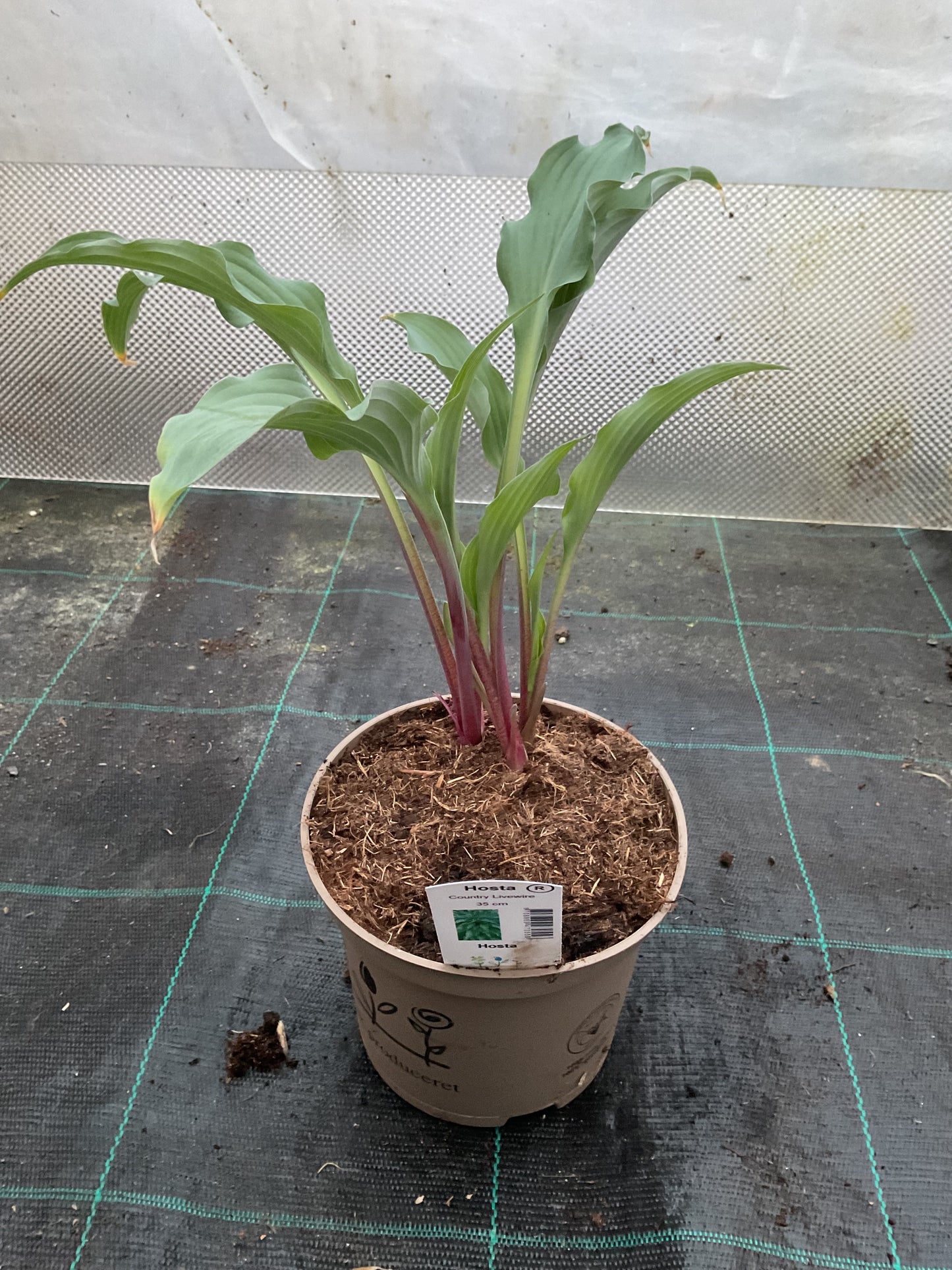 Hosta ‘Country Livewire’ P15