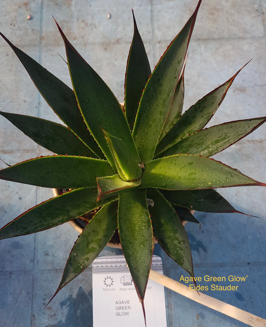 Agave ‘Green Glow’