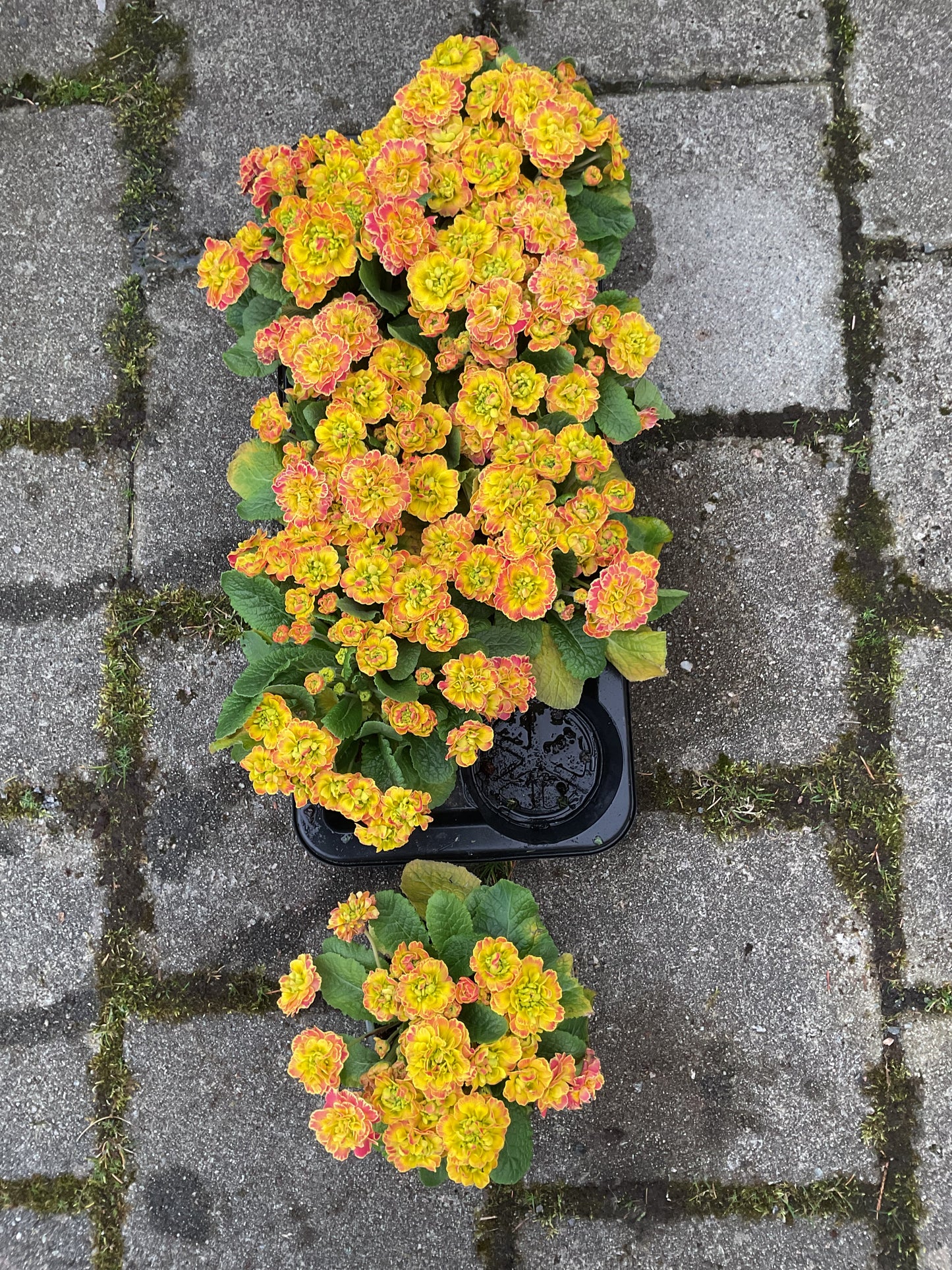 Primula Belarina ‘Carnival’ P12