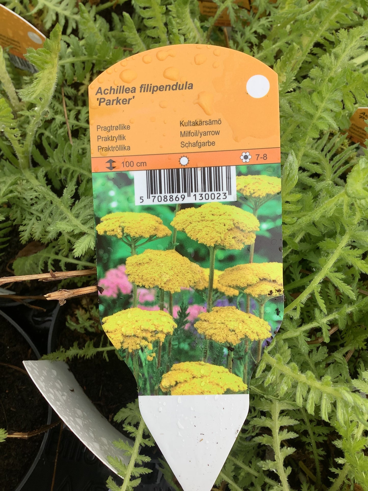 Achillea filipendula ‘Parker’s Variety’
