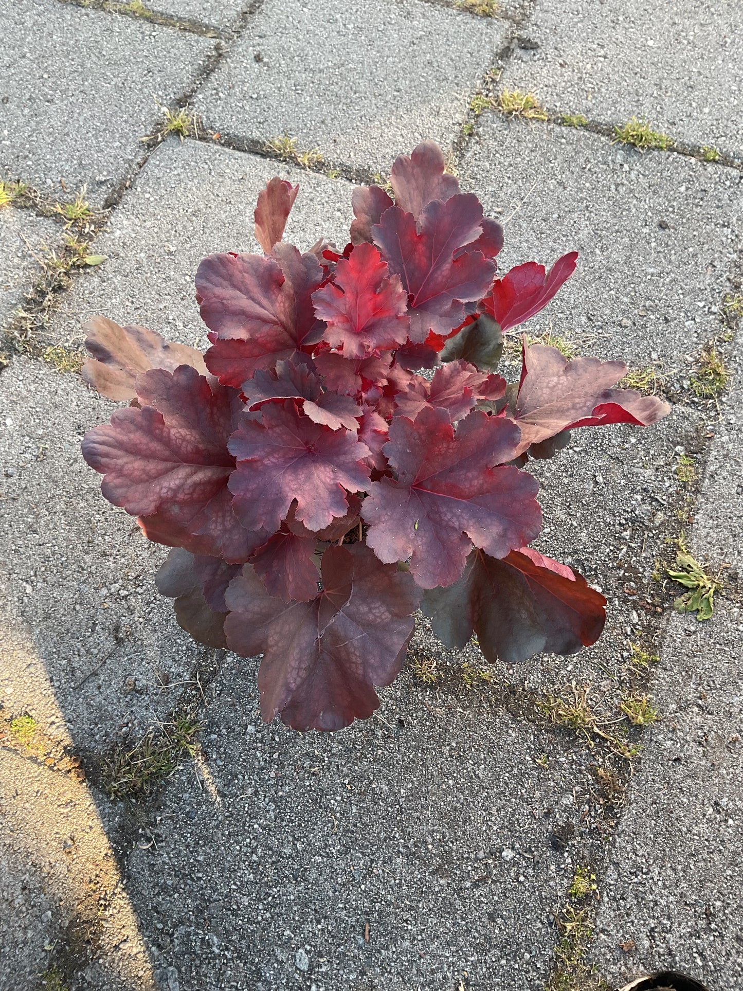 Heuchera ‘Cherry Cola’ P15