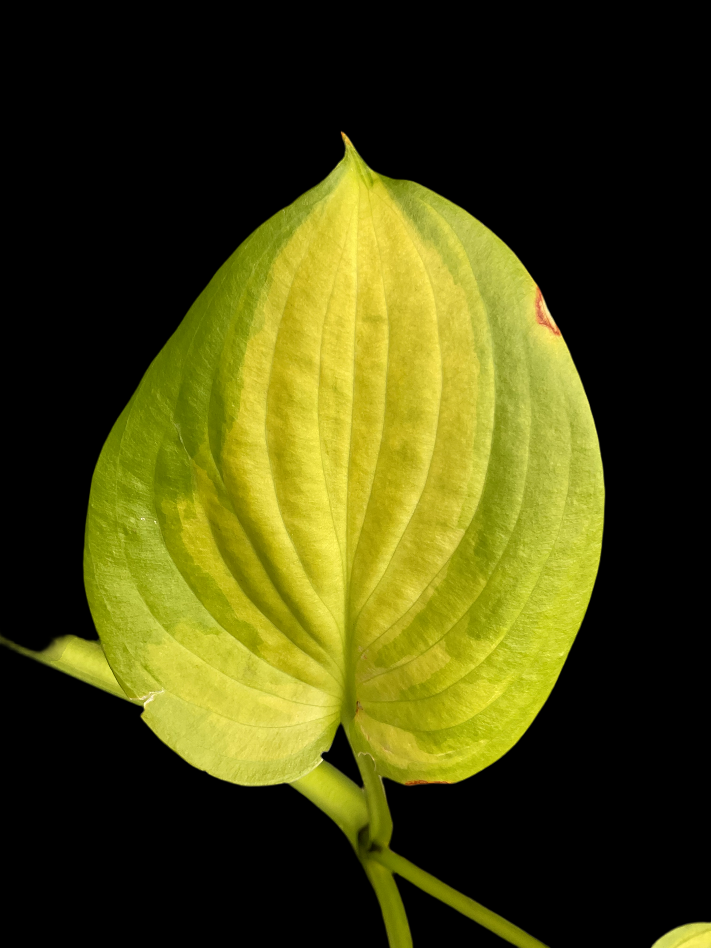 Hosta ‘Dance with Me’