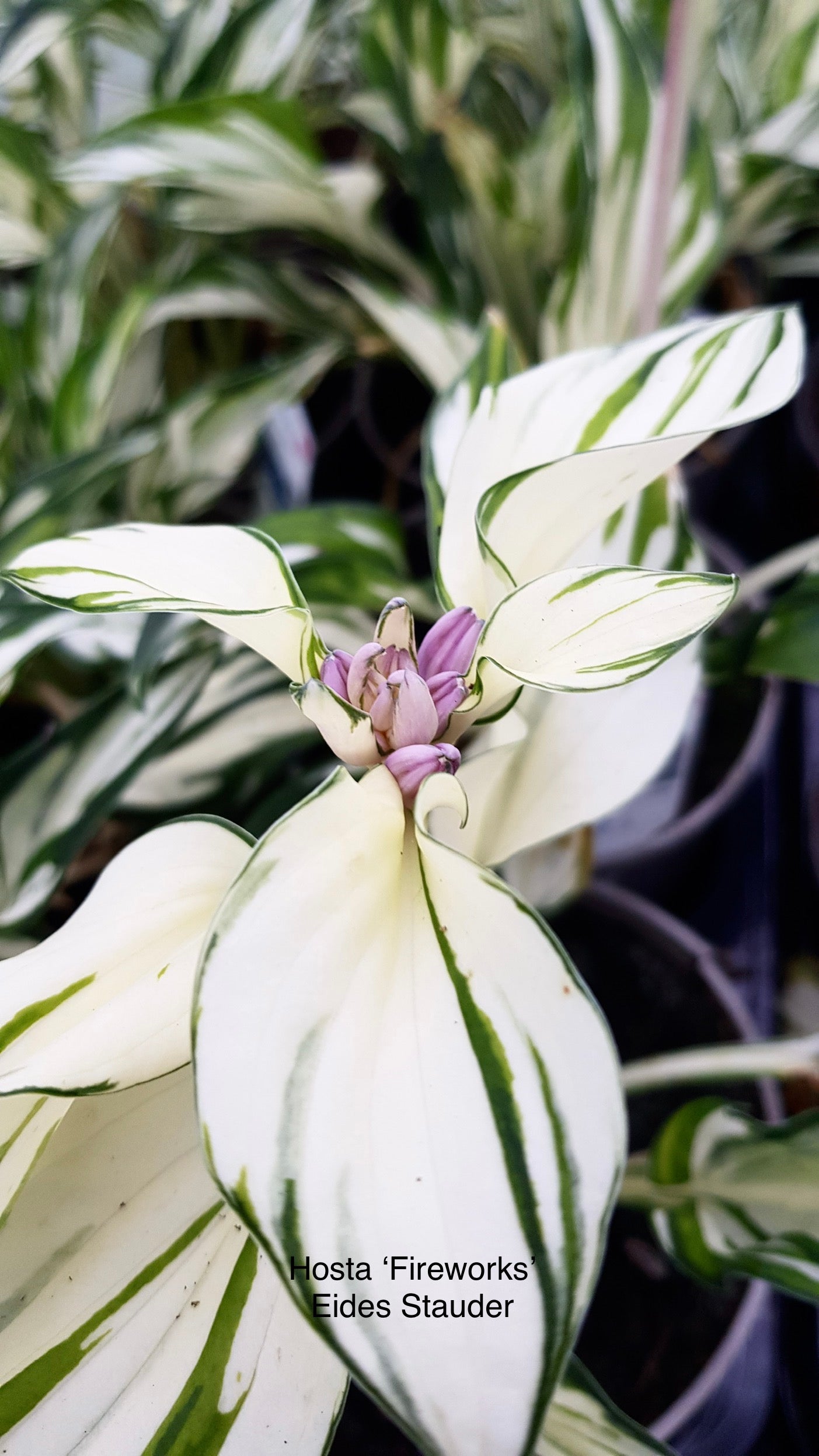 Hosta ‘Fireworks’ P15