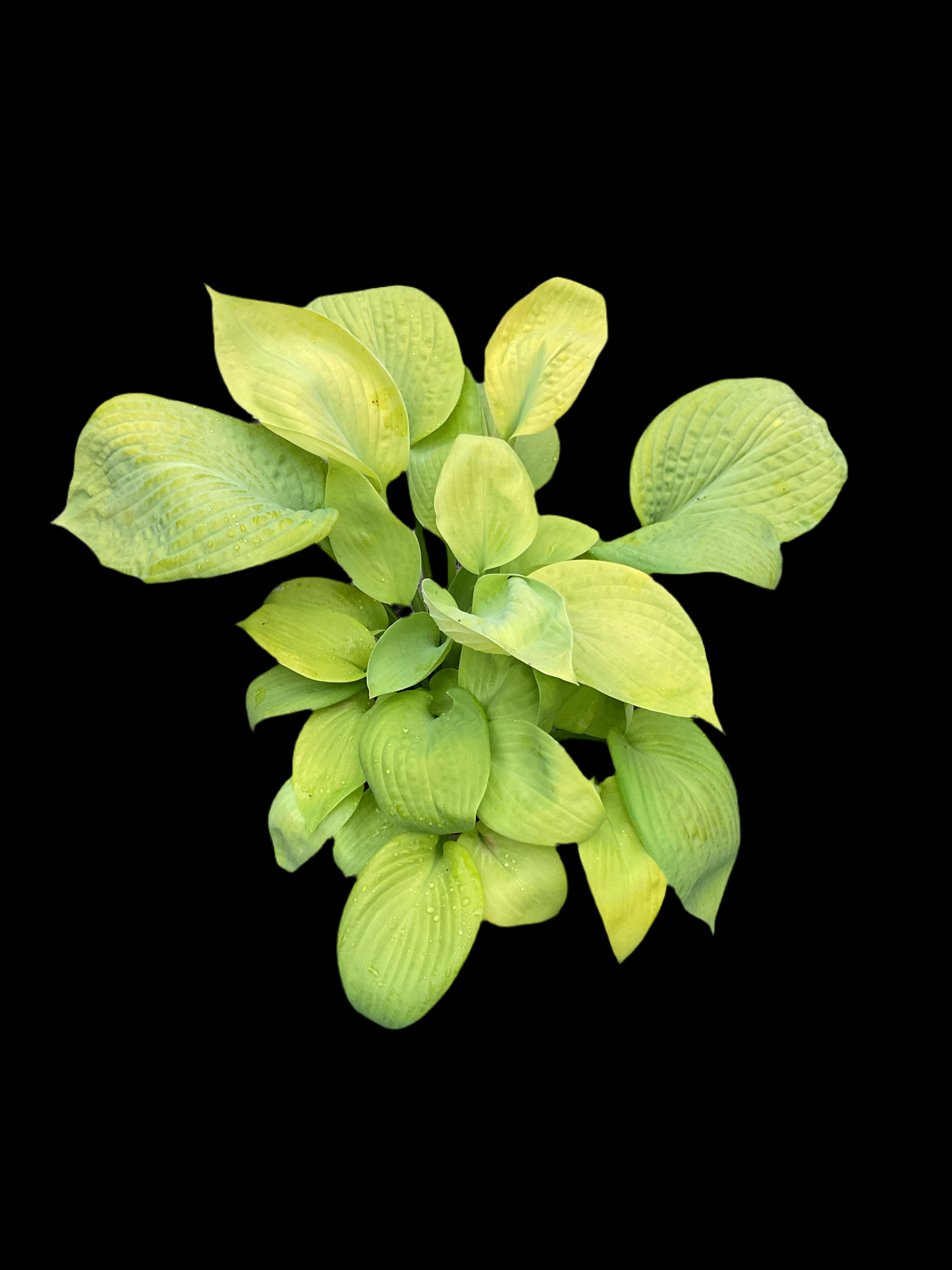 Hosta ‘City Lights’