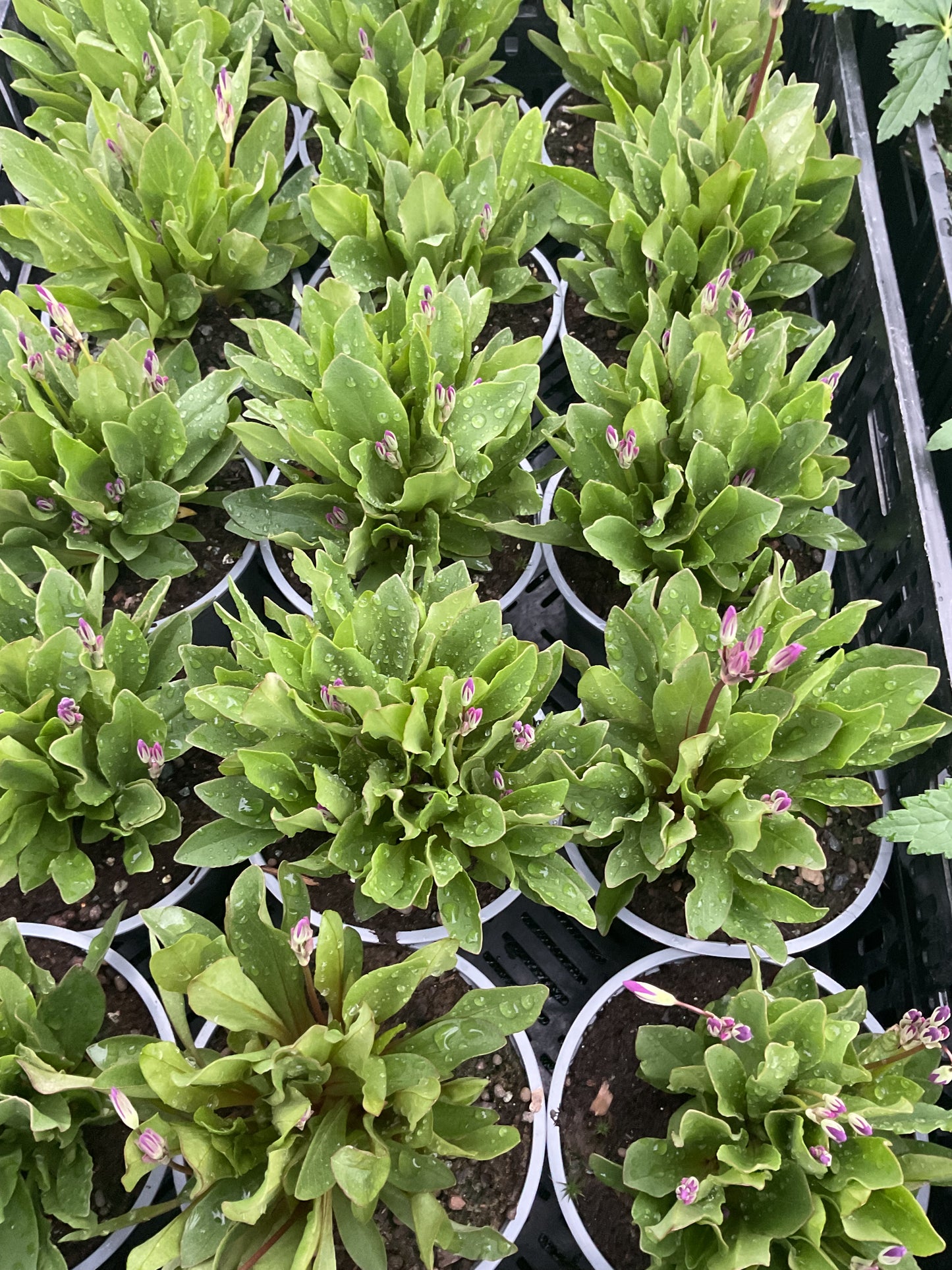 Dodecatheon pulchellum ‘Afigenia’ P12