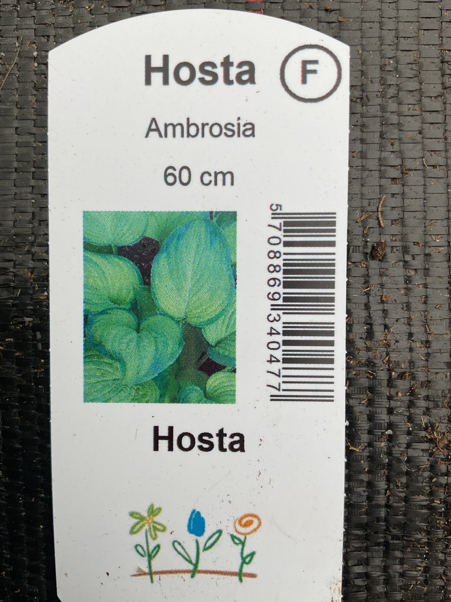 Hosta ‘Ambrosia’ P15