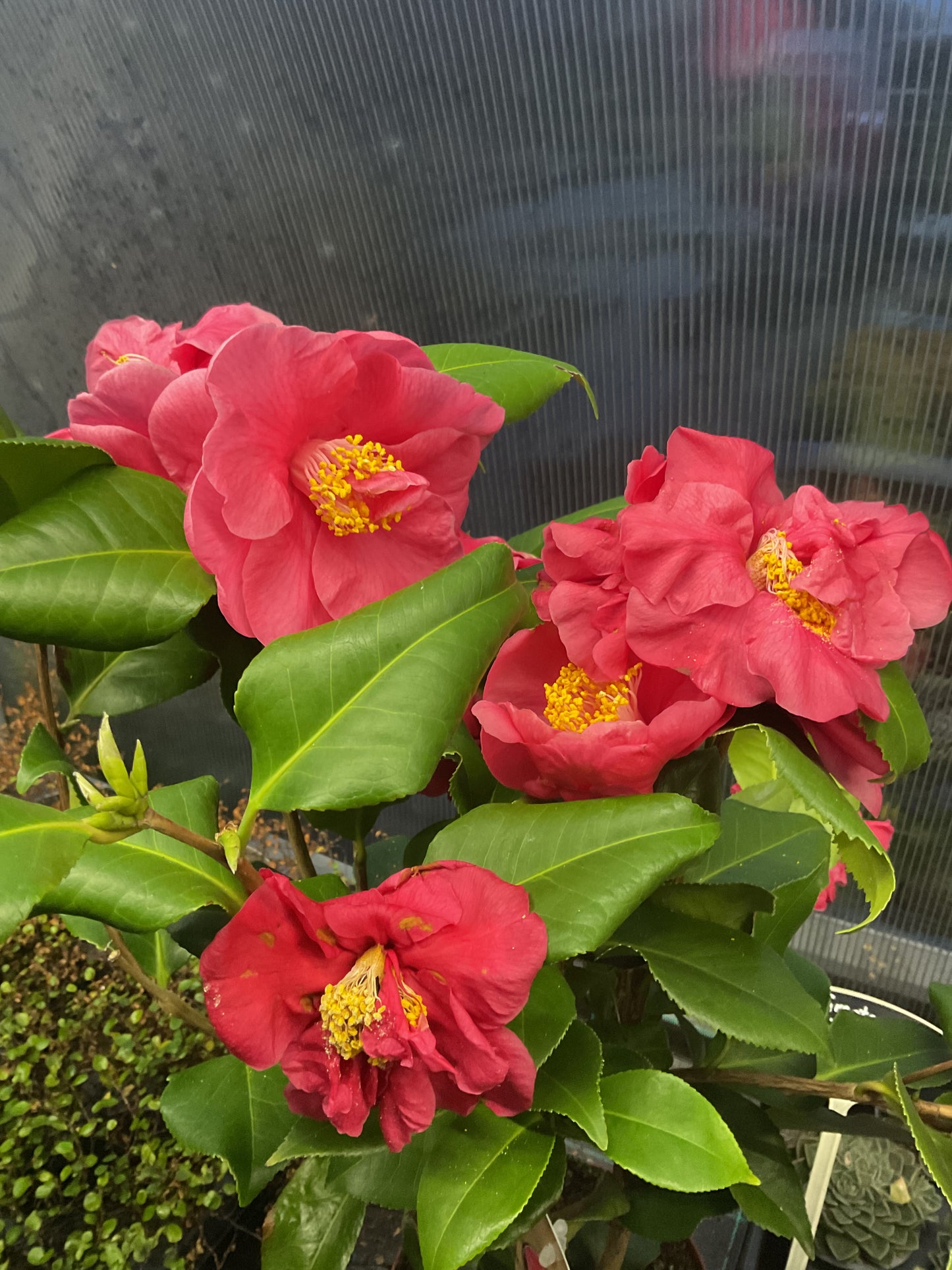 Camellia japonica ‘Dr. King’
