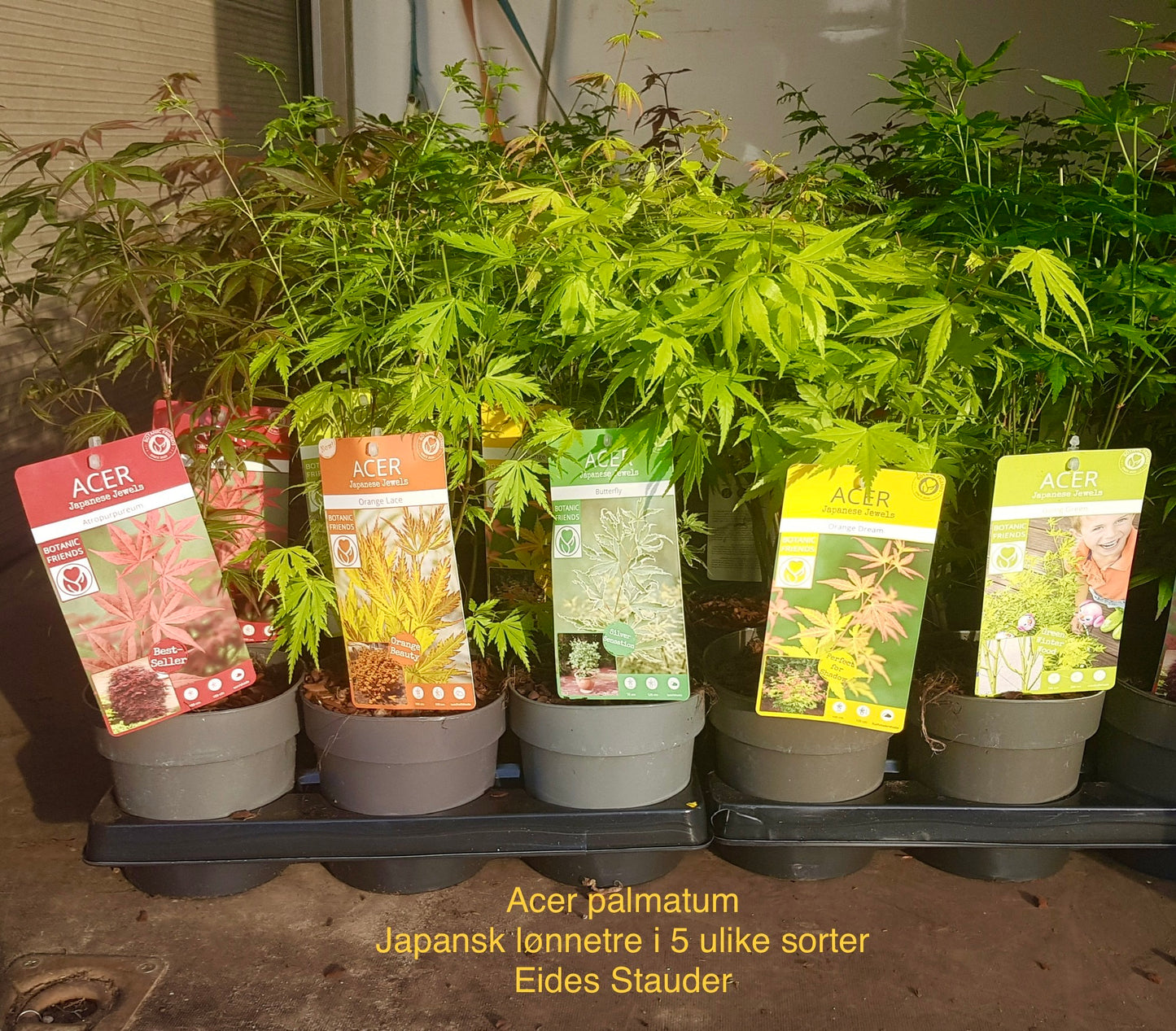 Acer palmatum ‘Going Green’ P15