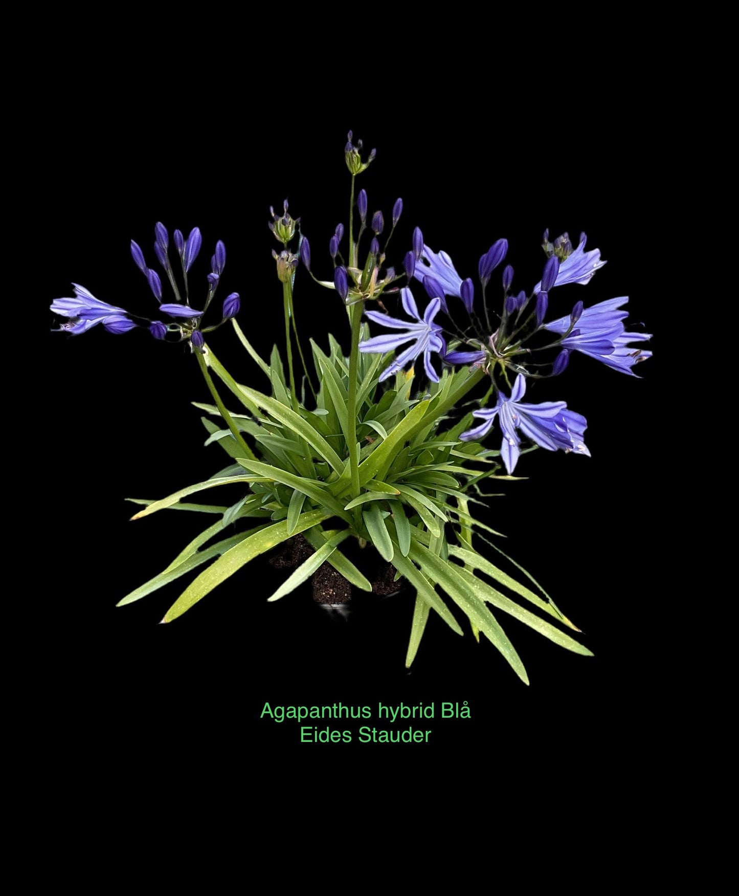 Agapanthus 2stk Hvit + Blå P19