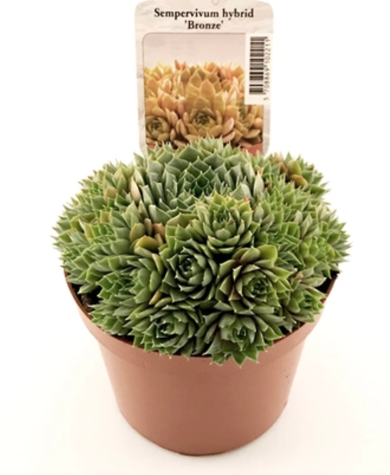 Sempervivum hyb. ‘Bronze’ P11