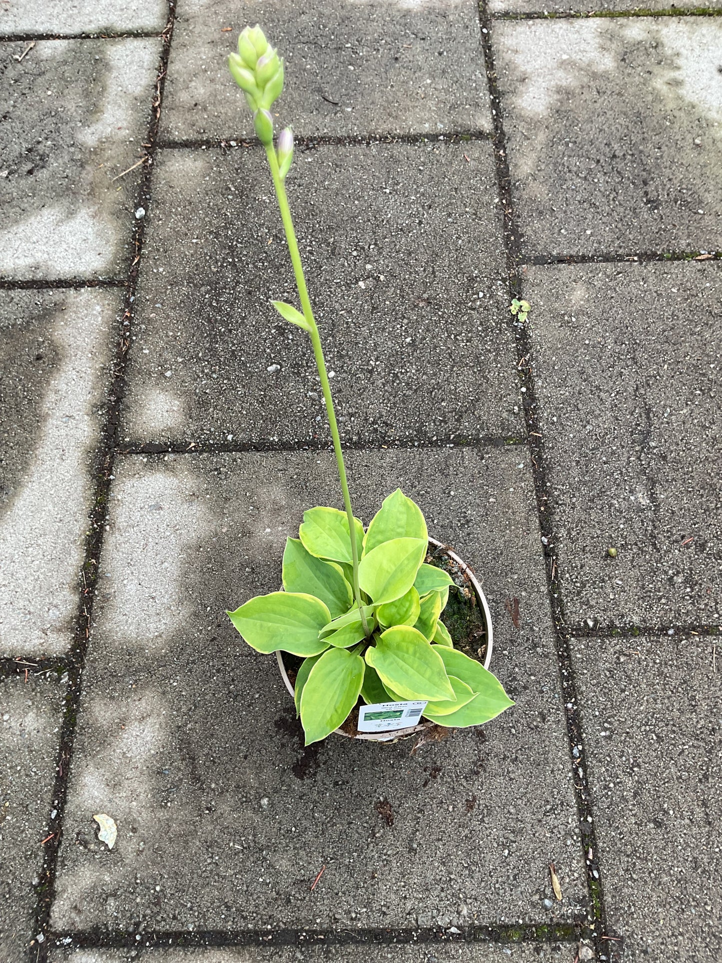 Hosta ‘Illisit Affair’ P15