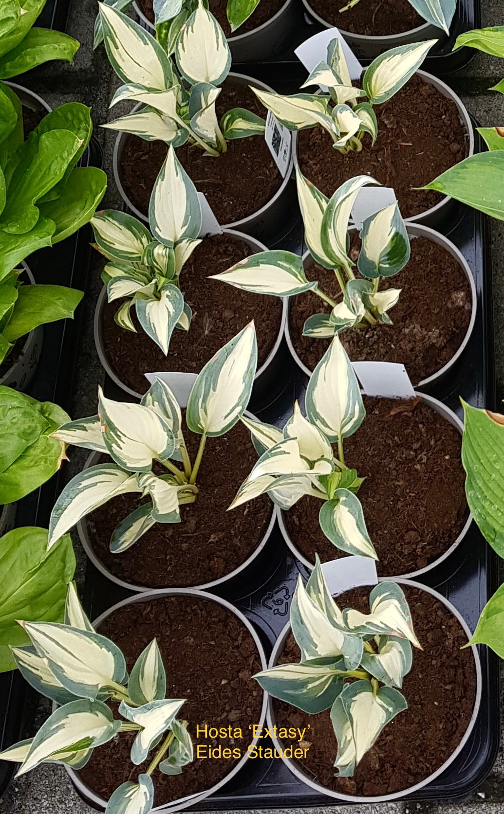 Hosta ‘Extasy’ P15